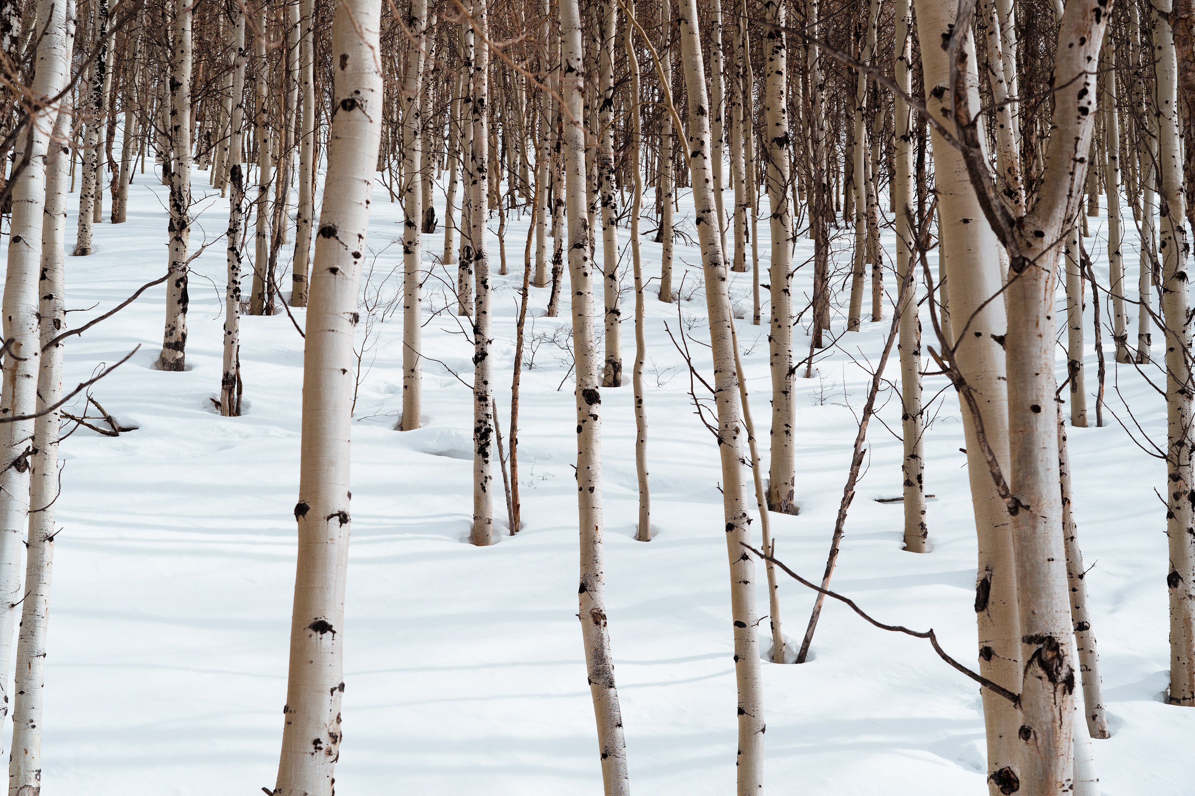 The Barren Forest