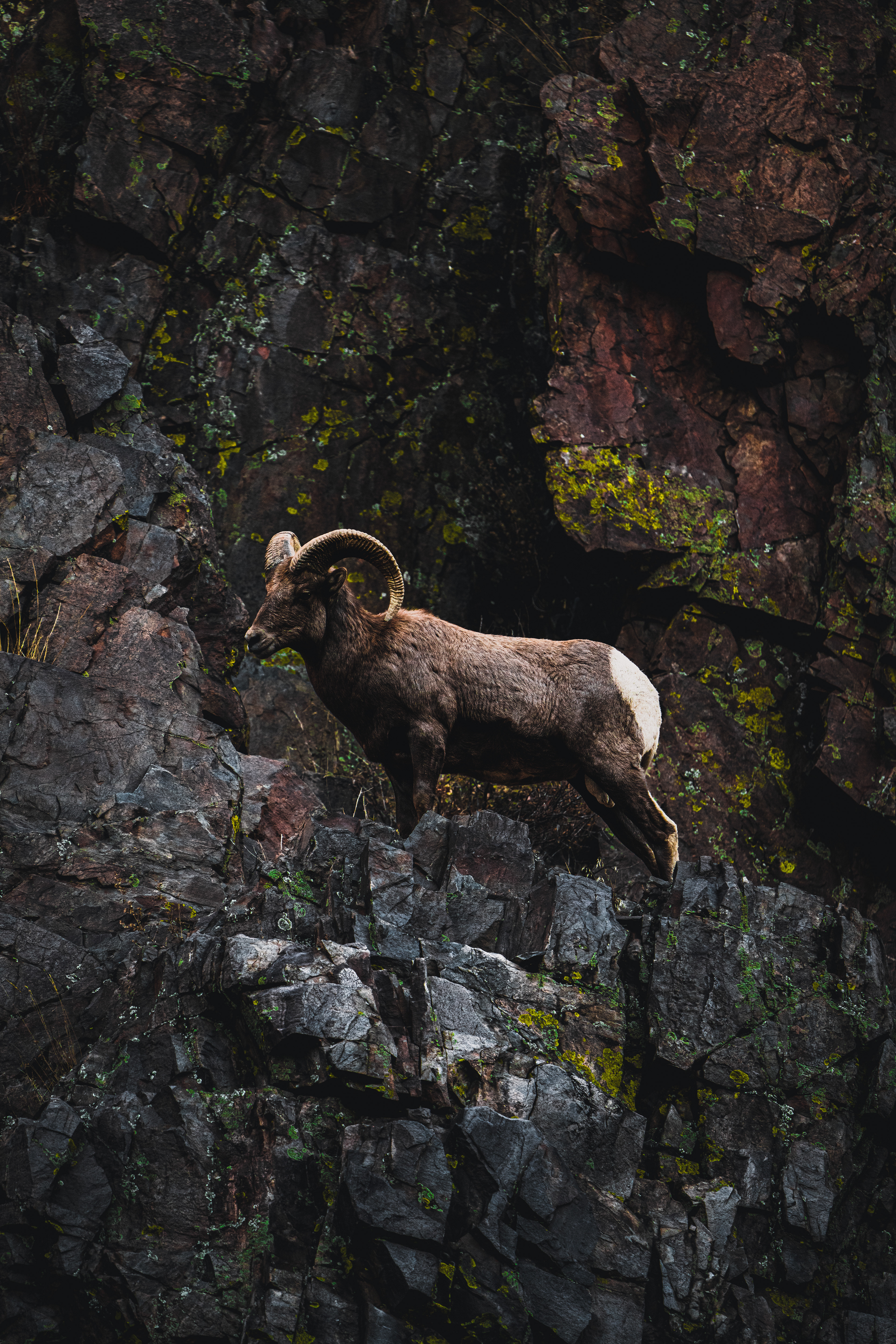 Rocky Ram