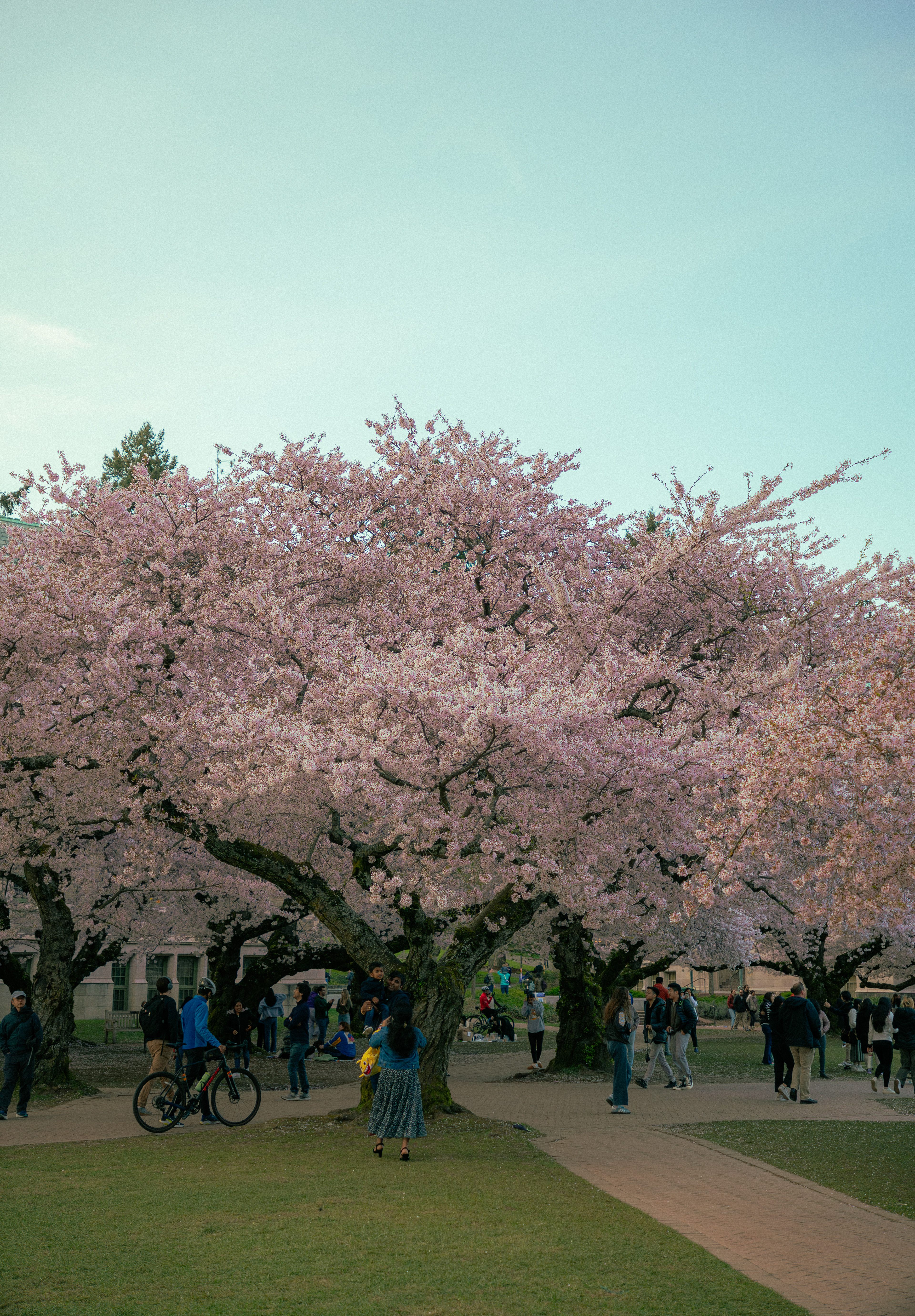 UW CHERRY BLOSSOMS