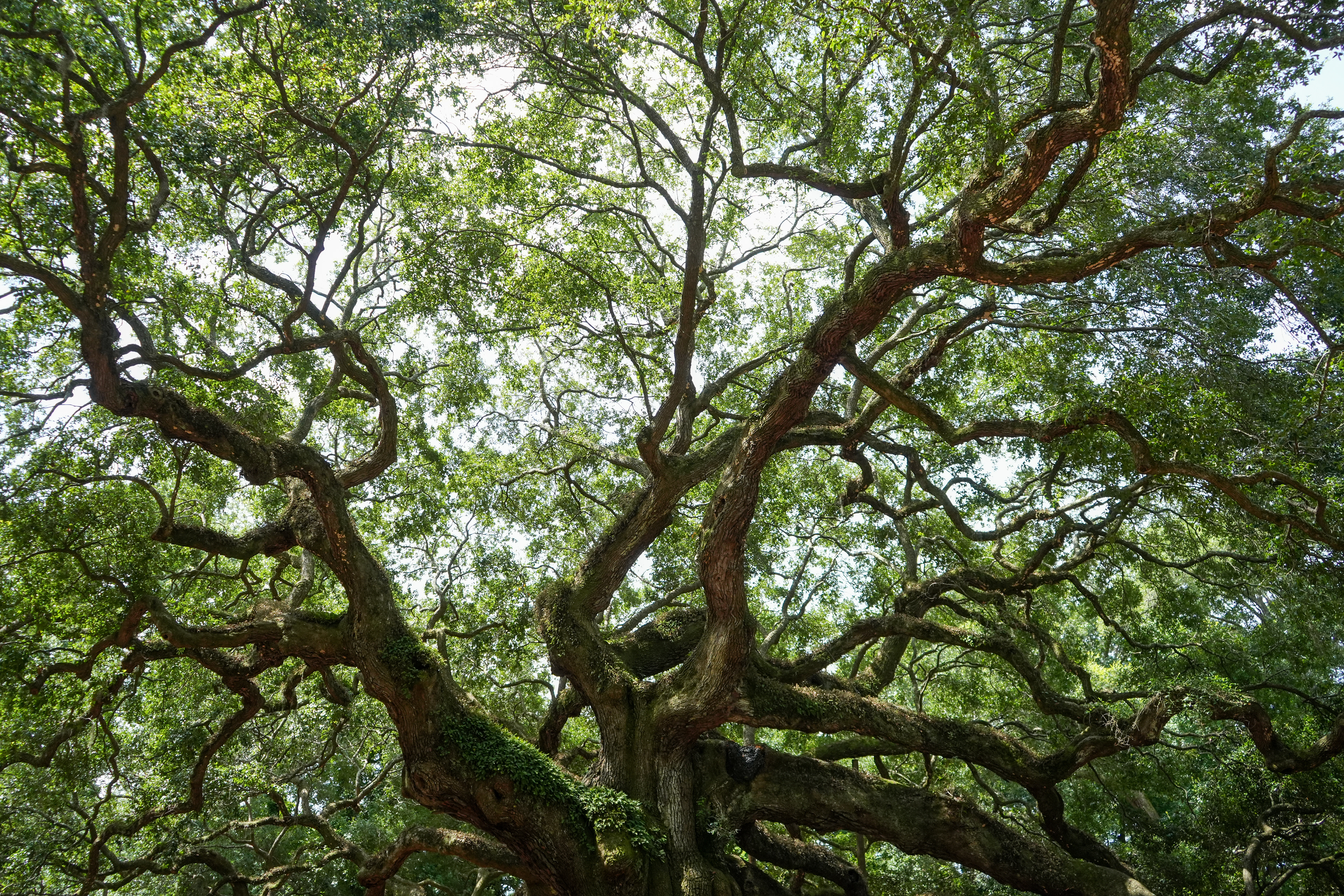 Angel Oak Park, SC