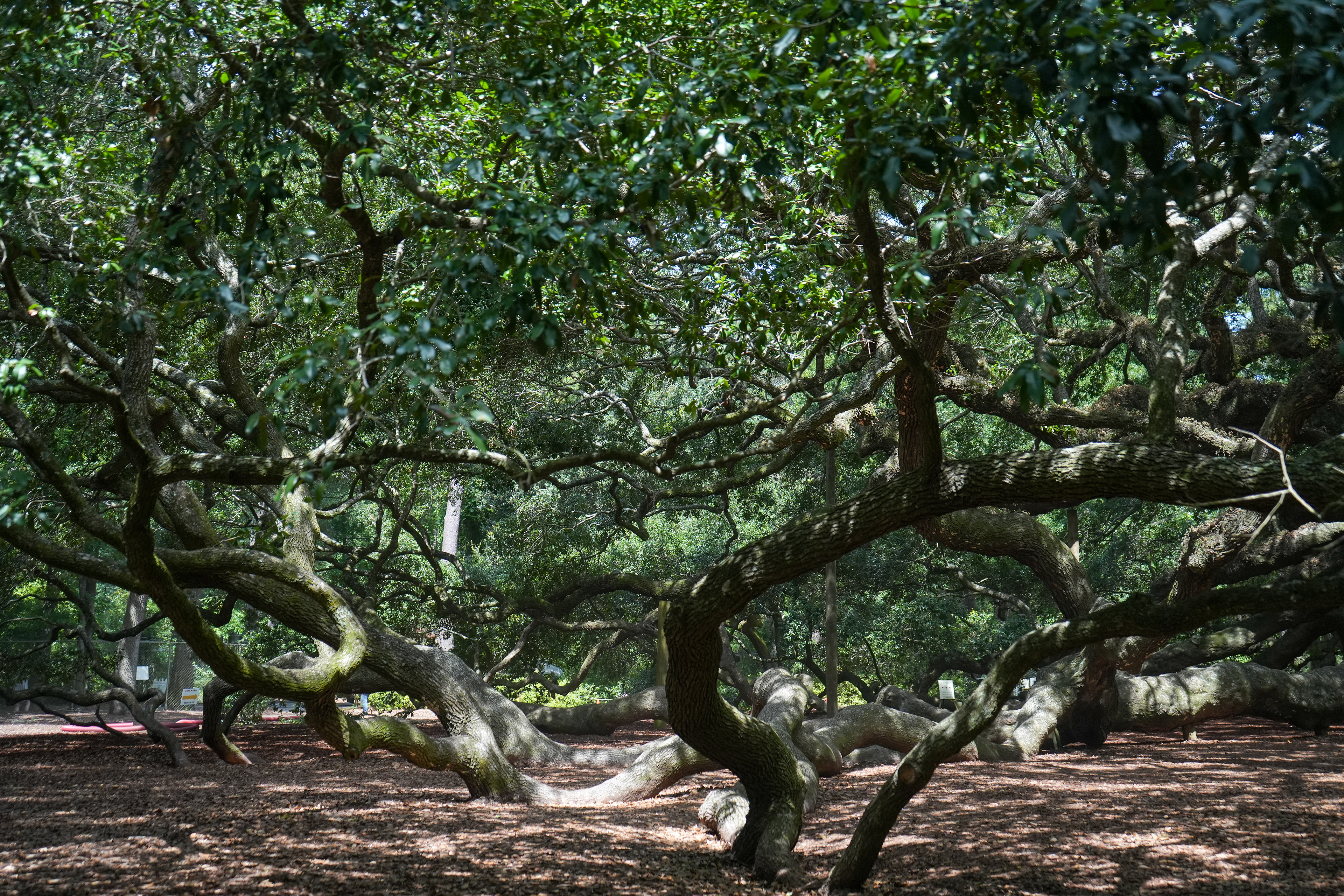 Angel Oak Park, SC