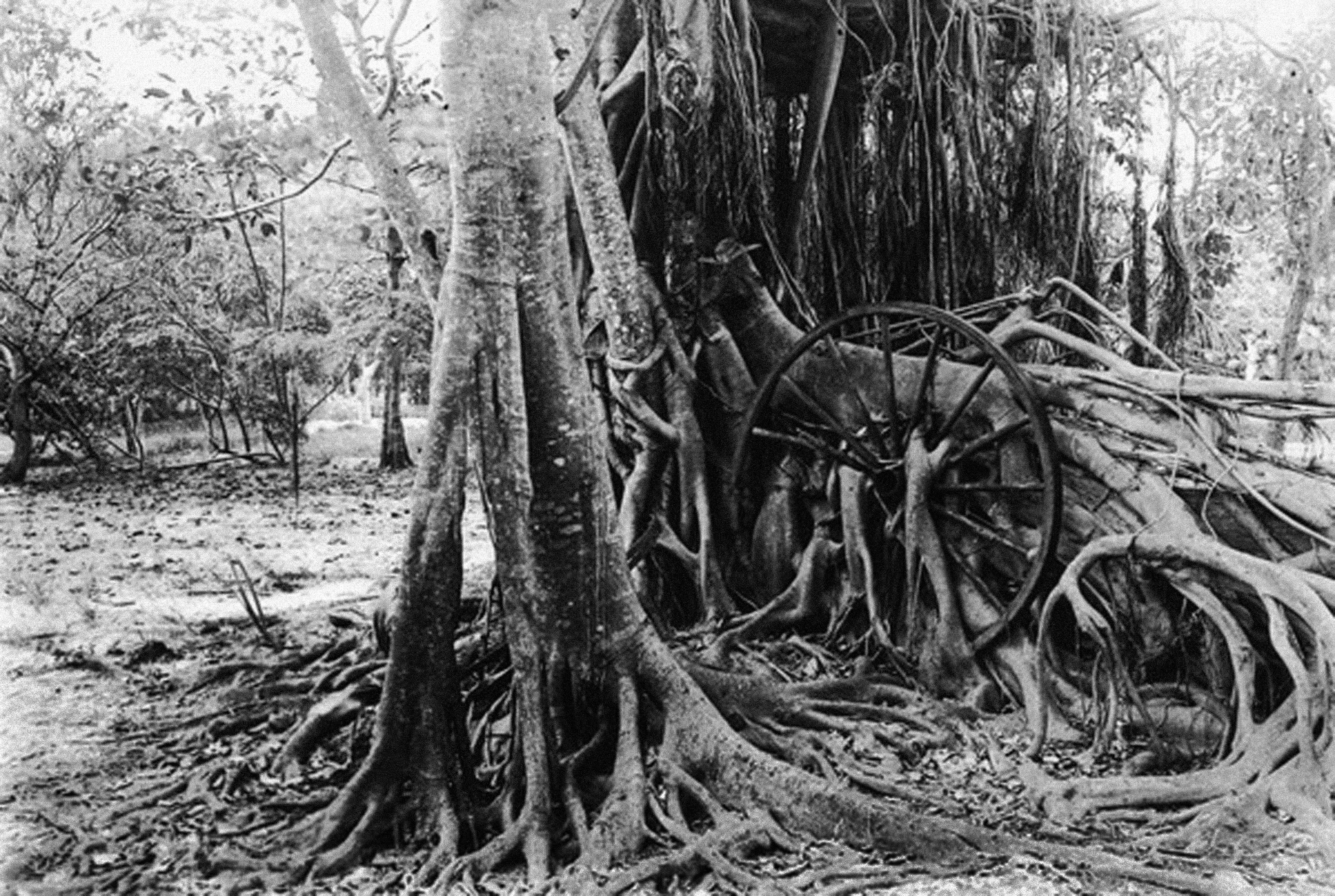 Ficus aurea encasing wagon wheel / time and place: 1918, Florida