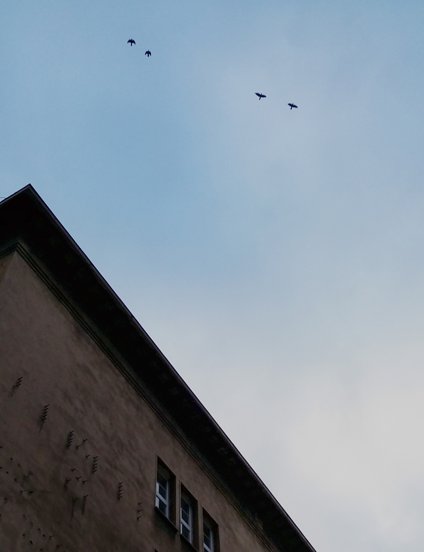Wrony, gawrony czy szpaki? Ptaki przelatujące nad dawnym Haus der Wehrmacht. Fot. M. Szandała.