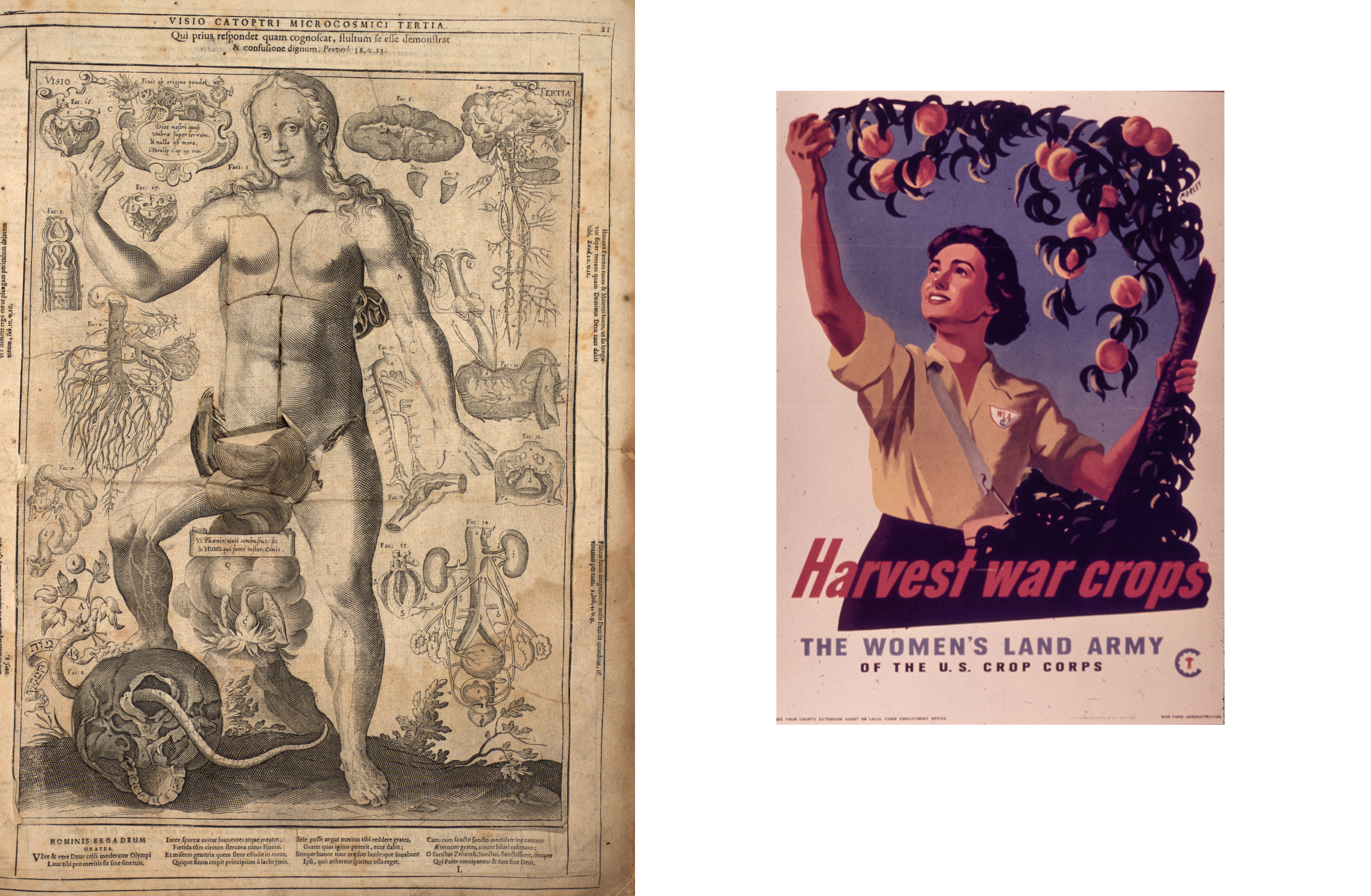 image source: https://publicdomainreview.org/collection/remmelin-s-anatomical-flap-book-1667 // https://www.nal.usda.gov/exhibits/speccoll/exhibits/show/poster-collections/item/219