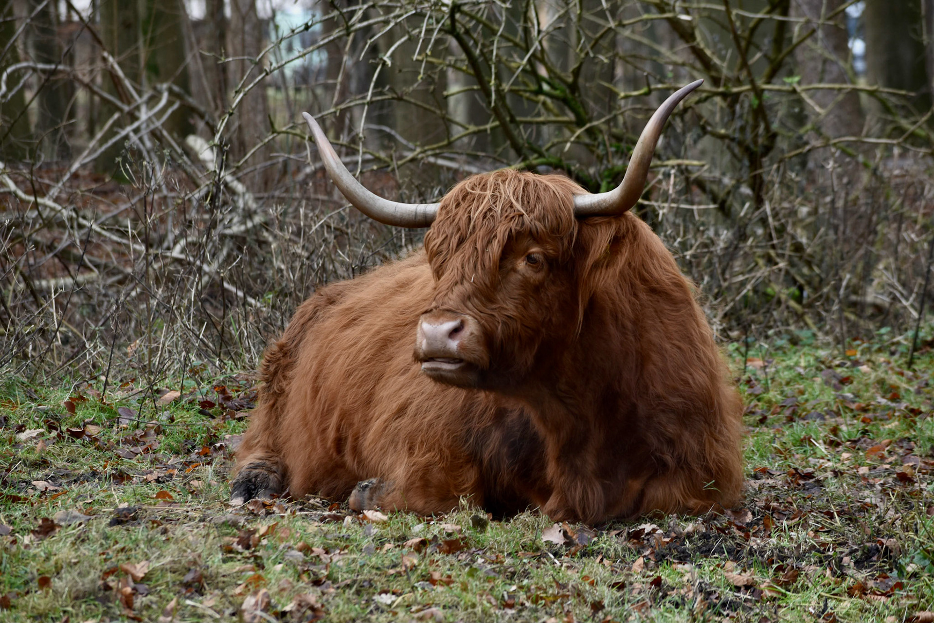 Schotse Hooglander Amsterdamse Bos