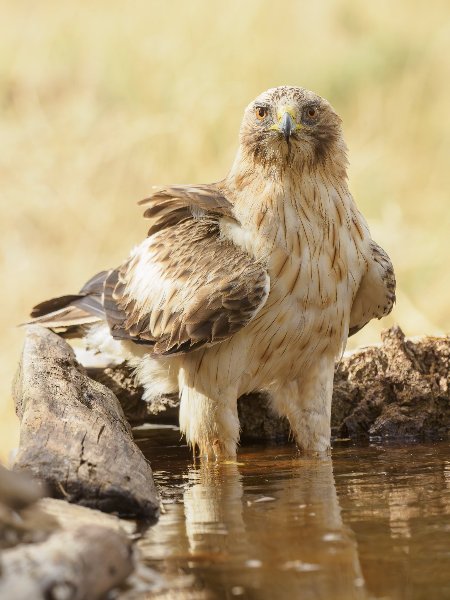 Aguila Calzada