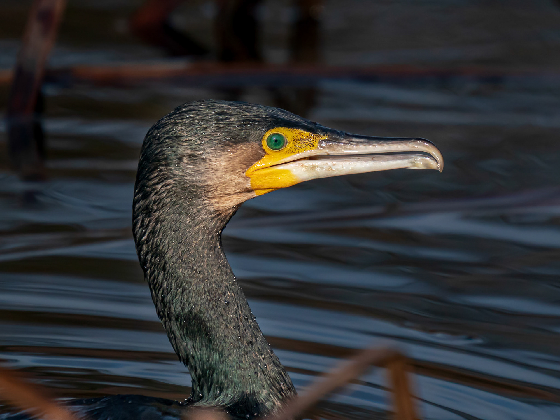 Cormorán Grande