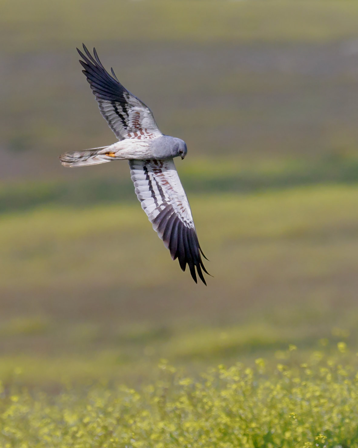 Aguilucho Cenizo