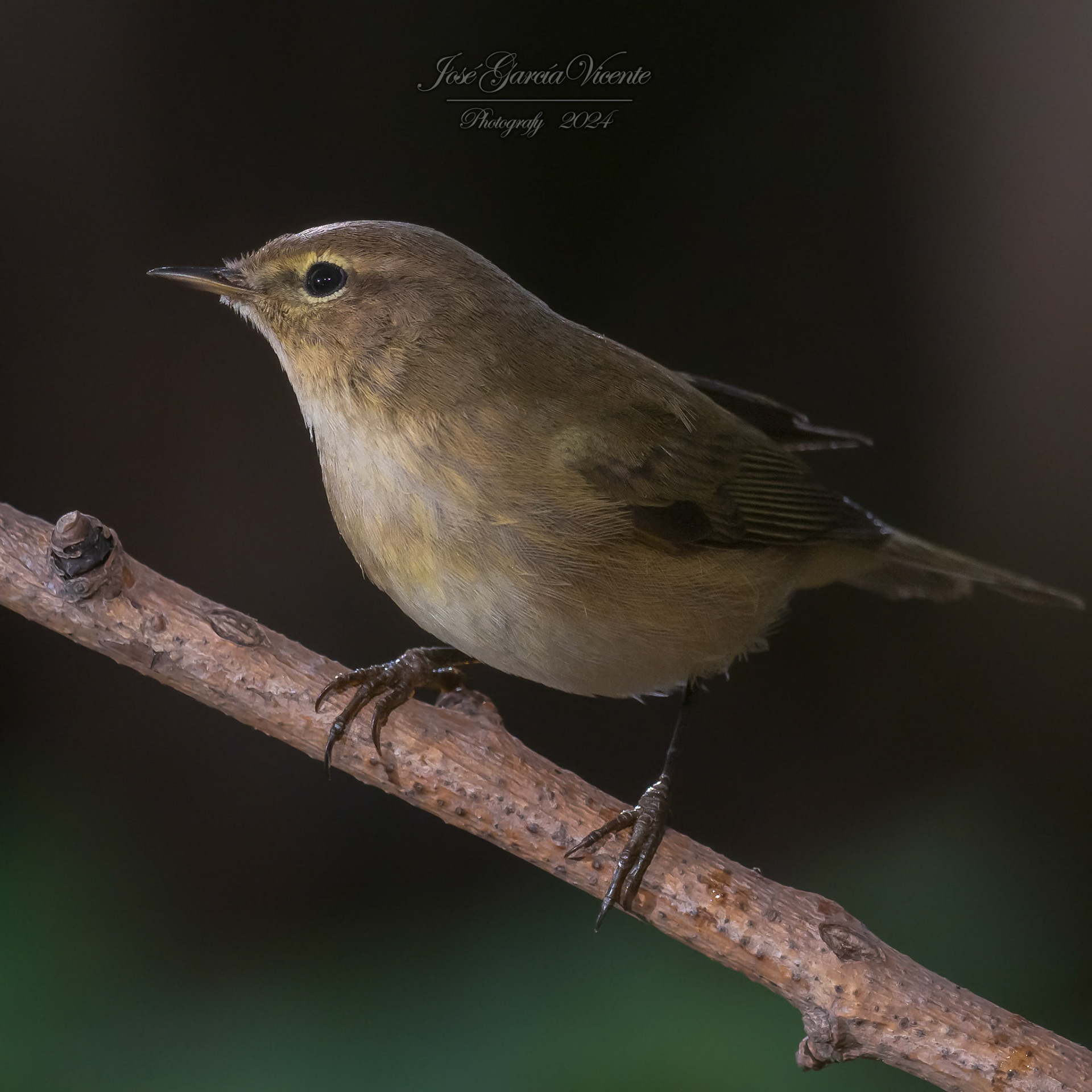 Mosquitero Musical