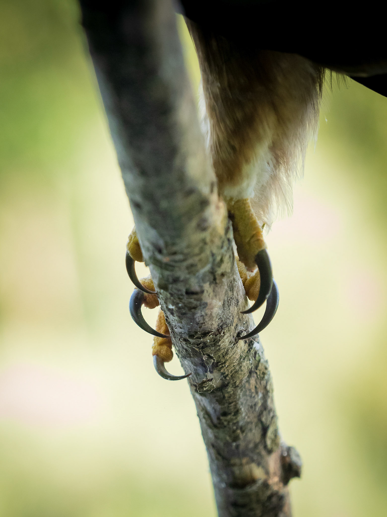 Garras Aguila Calzada