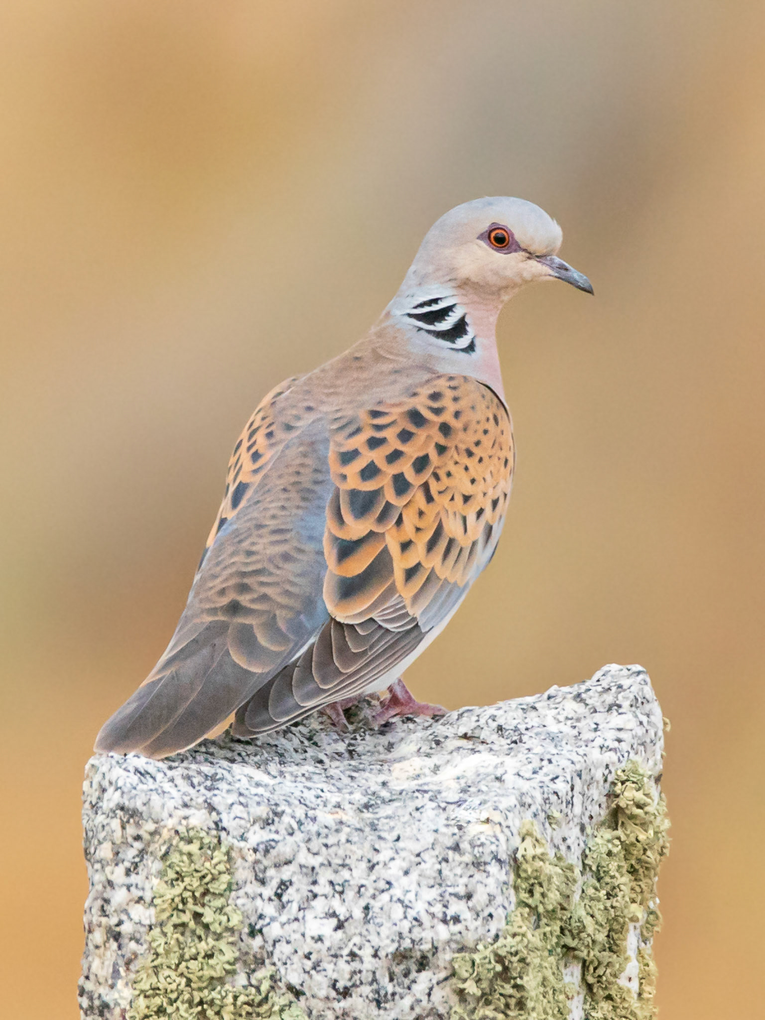 Tórtola Europea