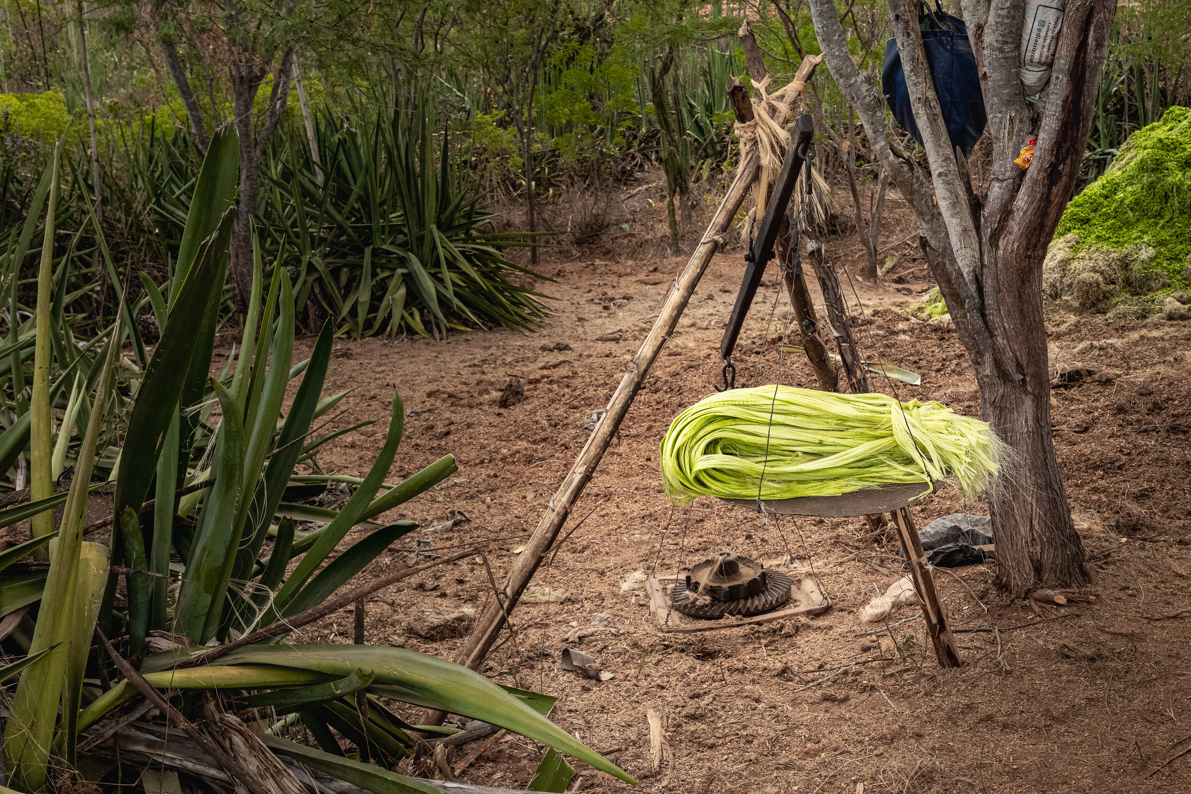 A imagem mostra uma área de plantação de sisal em ambiente rural, cercada por vegetação típica do semiárido. O solo é seco, coberto por restos de fibras, folhas e resíduos do beneficiamento da planta. Ao fundo e nas laterais, é possível observar diversos pés de sisal ainda plantados, com suas folhas longas, rígidas e pontiagudas em tons de verde intenso. No centro da cena há uma balança artesanal suspensa, montada de forma simples e funcional. Sua estrutura principal foi construída utilizando a “flecha” do próprio sisal, parte rígida e resistente da planta, amarrada com fibras naturais. As hastes formam uma espécie de tripé inclinado, sustentando um prato metálico pendurado por correntes finas. Sobre esse prato está depositada uma grande quantidade de fibra de sisal recém-beneficiada, já separada após passar pelo motor desfibrador. As fibras aparecem úmidas, alinhadas e com coloração verde-clara vibrante, contrastando fortemente com os tons terrosos do ambiente ao redor. Abaixo da balança há uma peça metálica pesada, aparentemente reaproveitada de maquinário antigo, utilizada como contrapeso ou base de apoio. À direita, uma árvore serve como suporte auxiliar para objetos pendurados. A fotografia evidencia não apenas o cultivo do sisal, mas também os métodos tradicionais e artesanais presentes no processo de beneficiamento da fibra, mostrando o aproveitamento integral da própria planta na construção das ferramentas utilizadas no trabalho cotidiano.