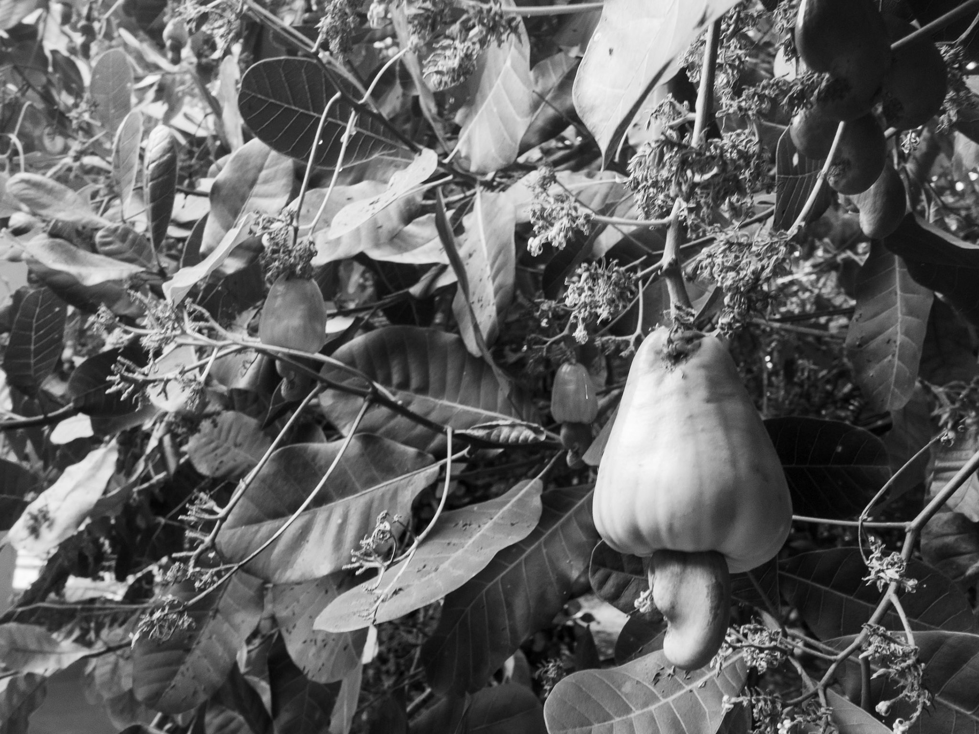 Cashews hanging from their tree