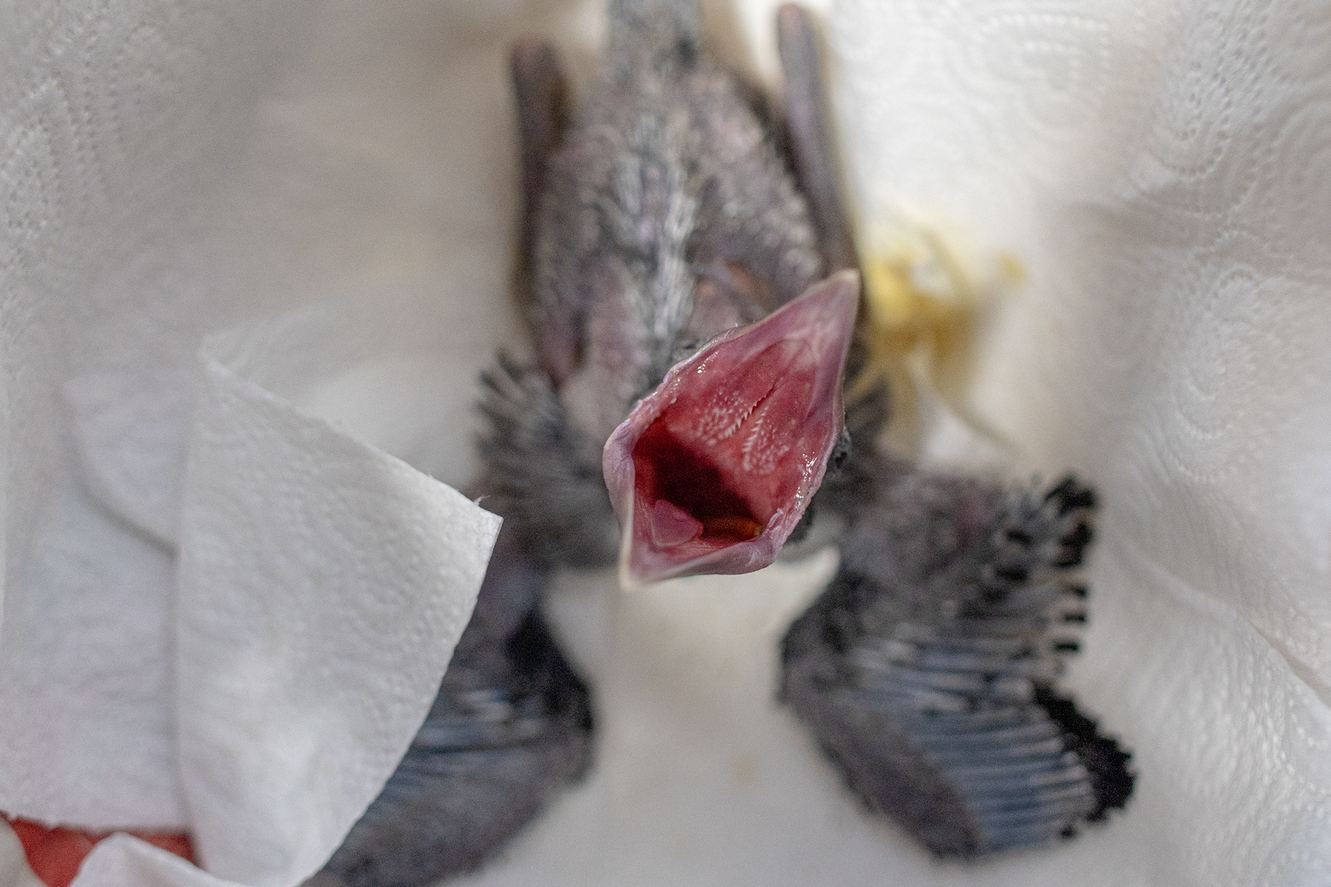 A young bird is fed at the wildlife rehabilitation center “Ostoja” in Pomieczyno, northern Poland.