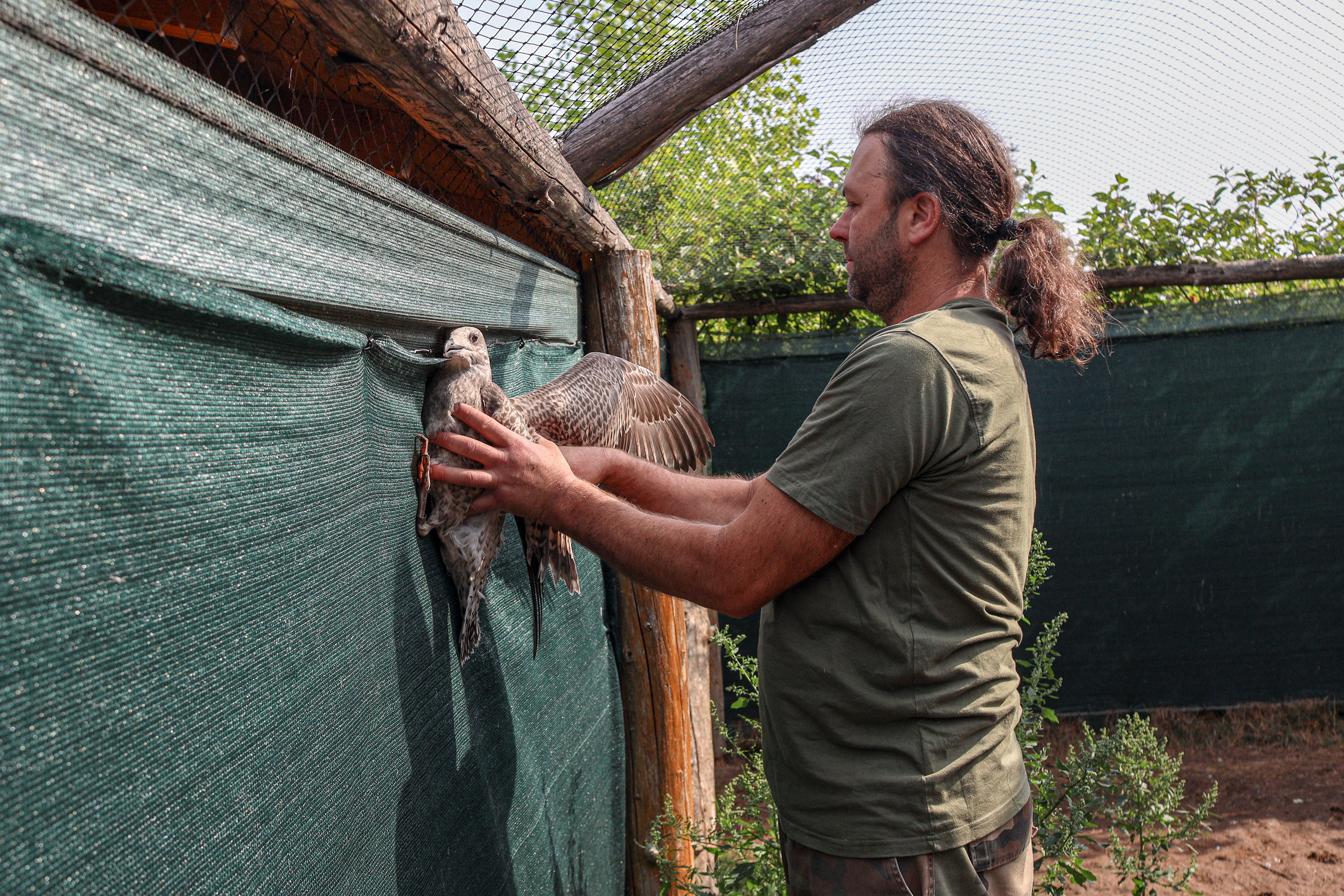 A rehabilitator catches a seagull before releasing it back into the wild at the “Ostoja” wildlife rehabilitation center.