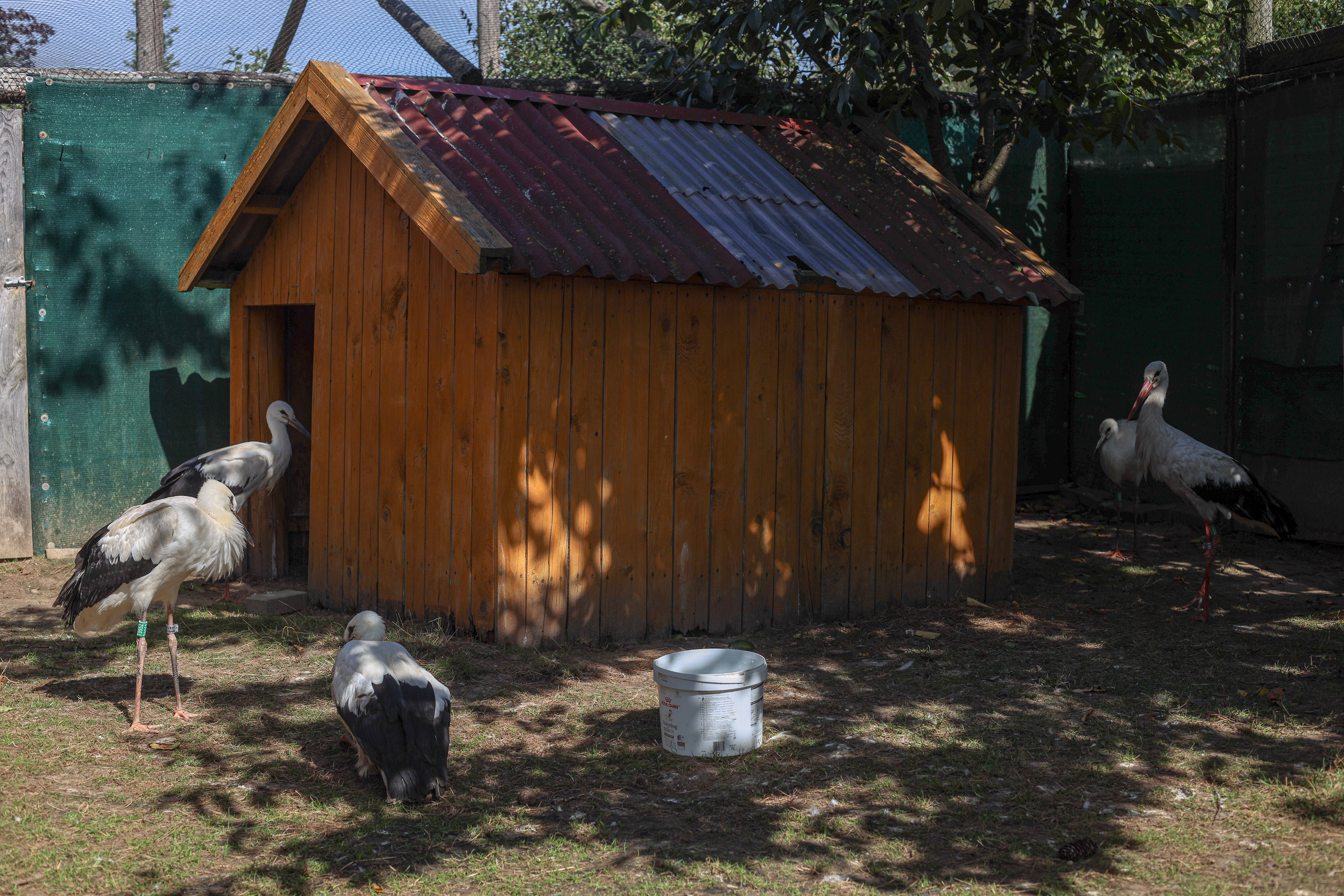 Storks recovering in an outdoor enclosure at the wildlife rehabilitation center “Ostoja”.