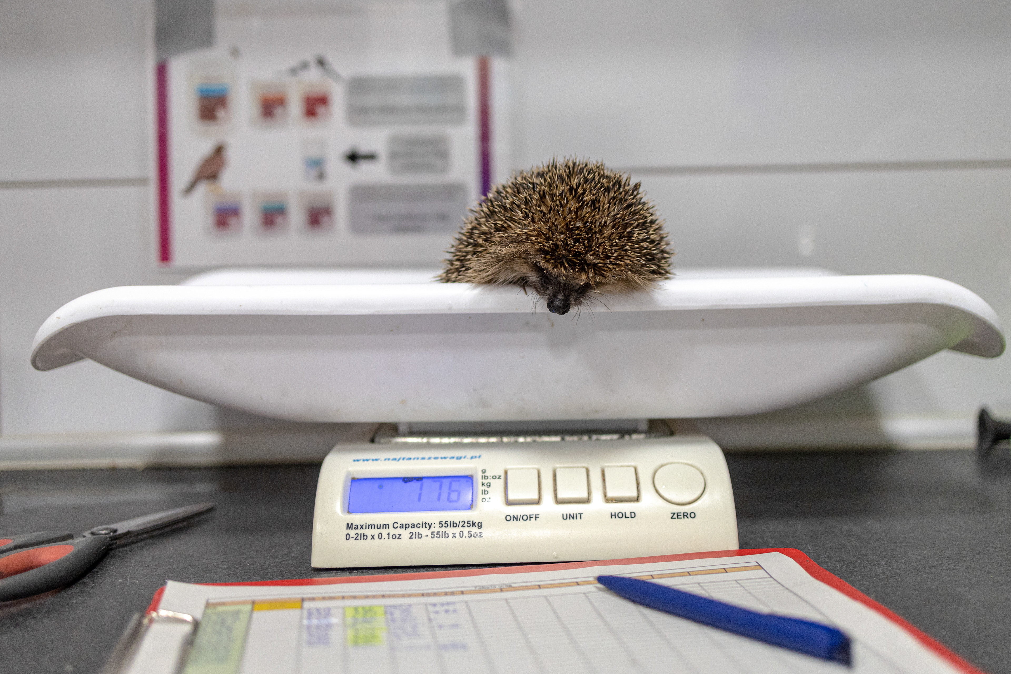 A hedgehog is weighed during examination at the “Ostoja” wildlife rehabilitation center.
