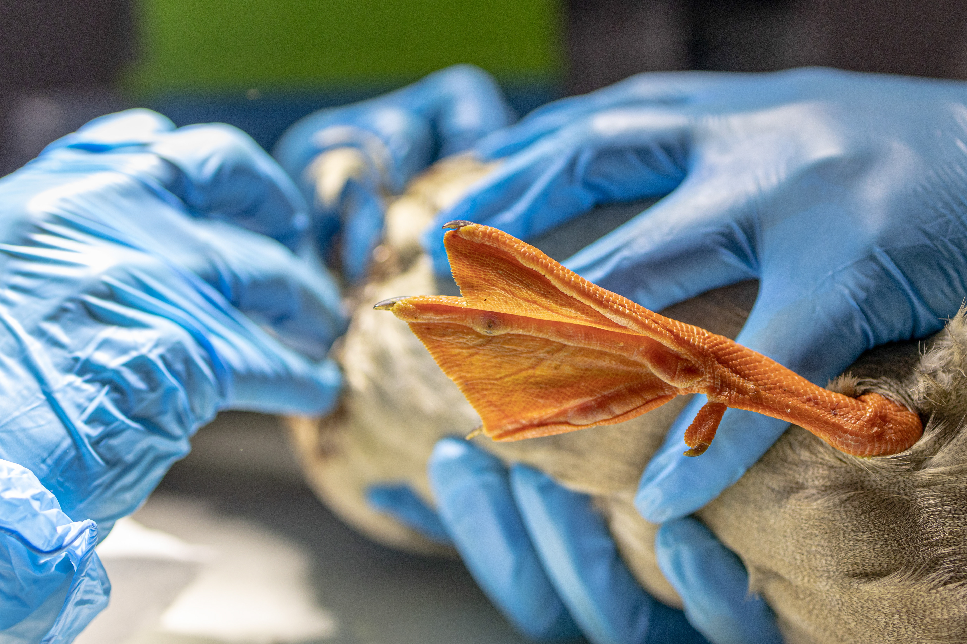 A bird is examined during treatment at the “Ostoja” wildlife rehabilitation center.