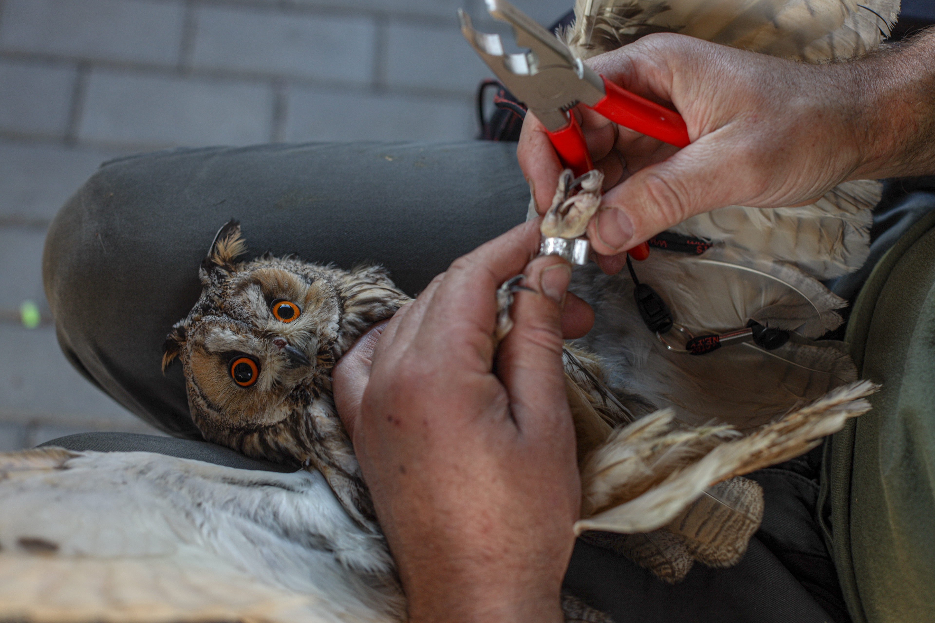 An injured owl receives treatment at the wildlife rehabilitation center “Ostoja”.