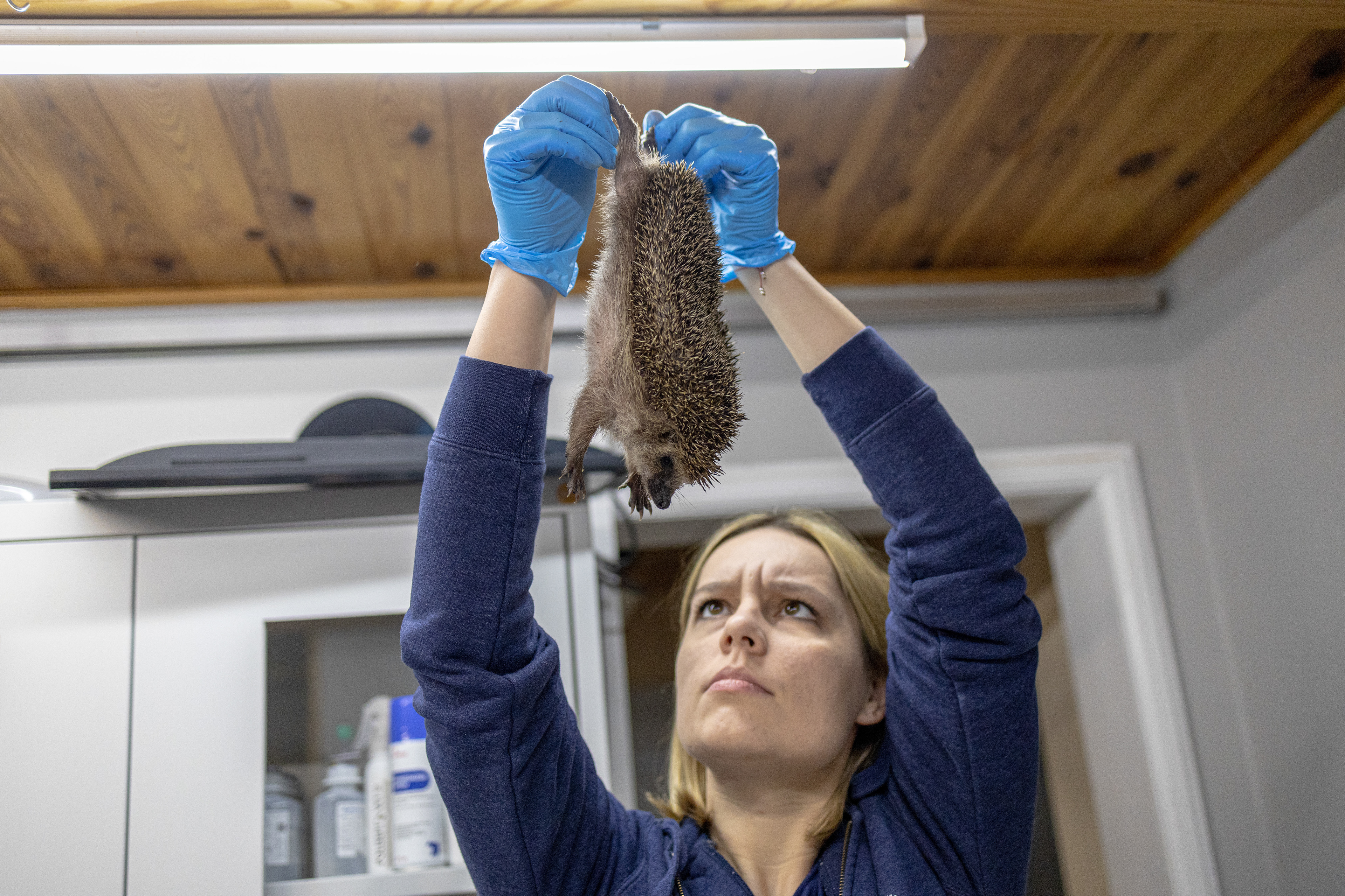 A rehabilitator examines a hedgehog during treatment at the “Ostoja” wildlife rehabilitation center.