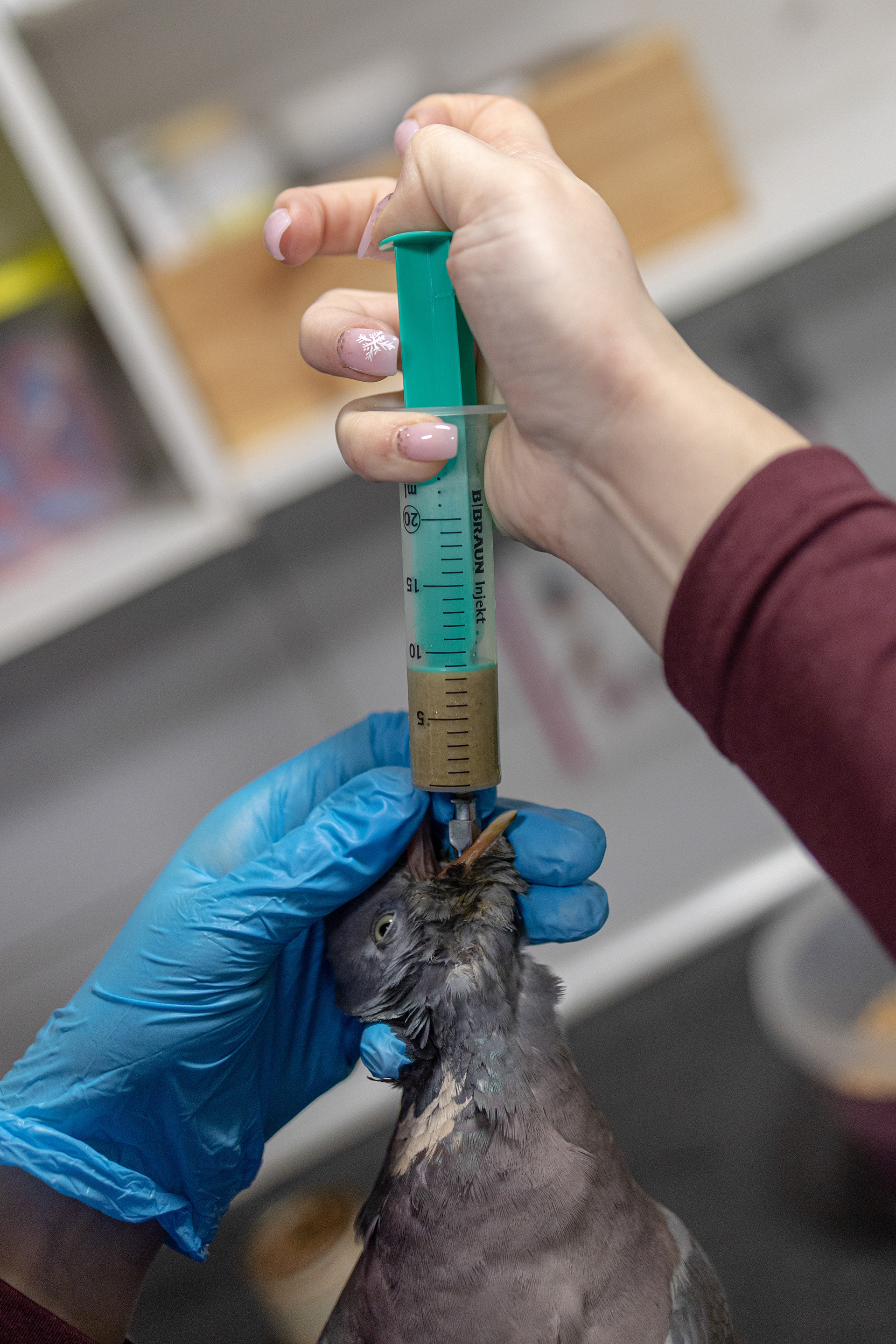 A rehabilitator administers medication to an injured bird at the “Ostoja” wildlife rehabilitation center.