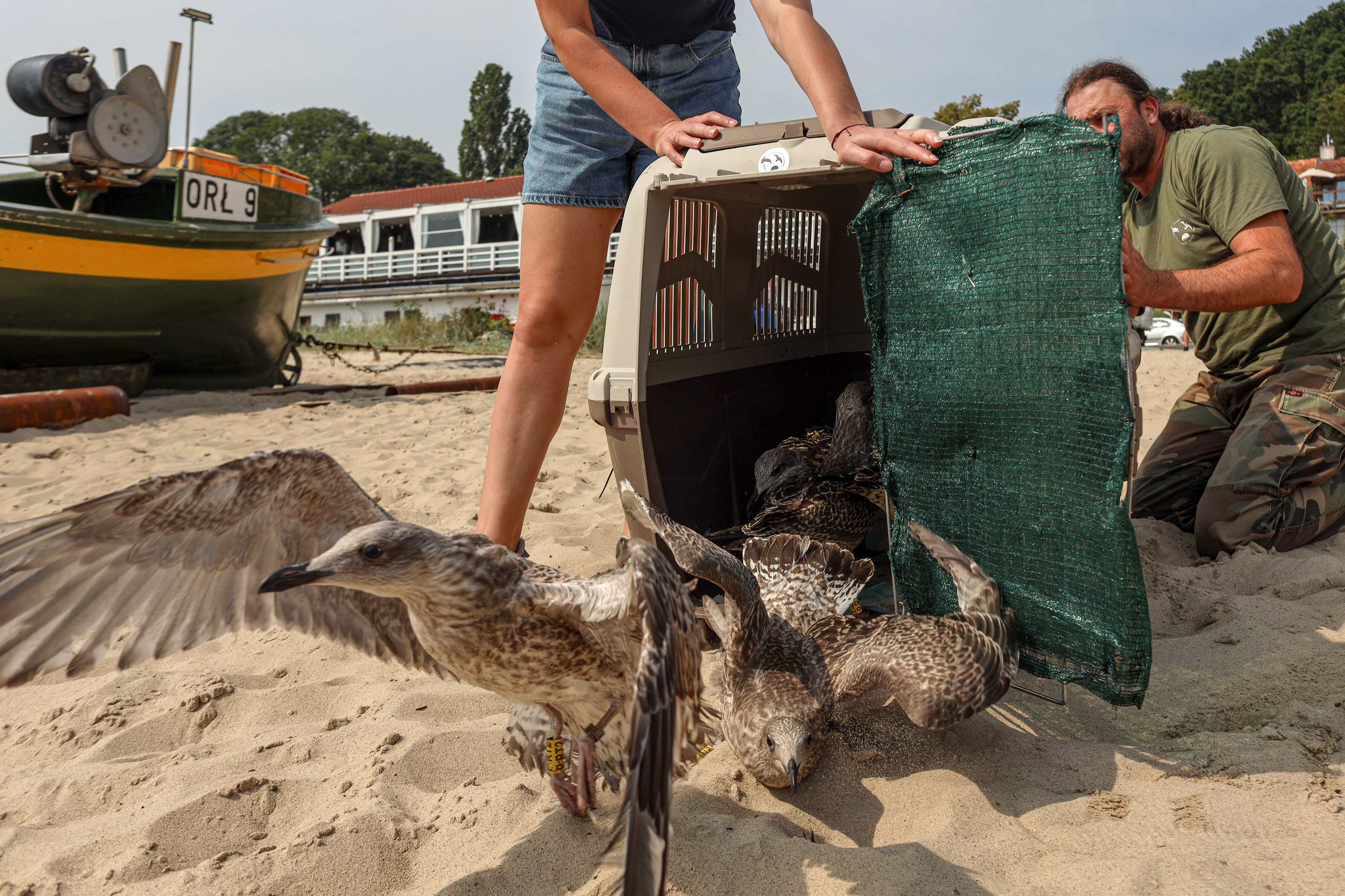 A rehabilitator releases seagulls back into the wild on a beach in Gdynia, northern Poland.