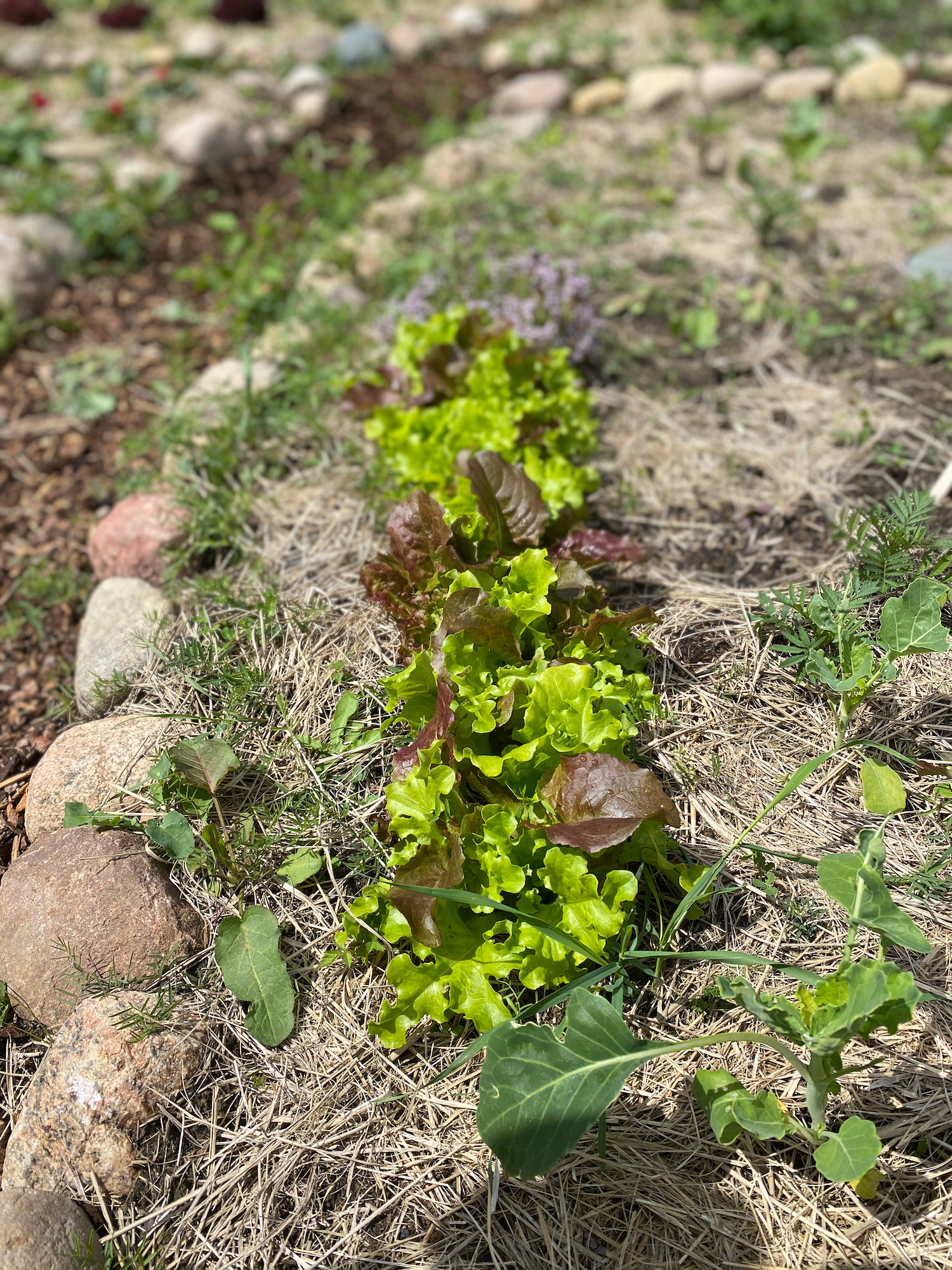 Mischkultur · Salat, Kolrabi, Tagetes
