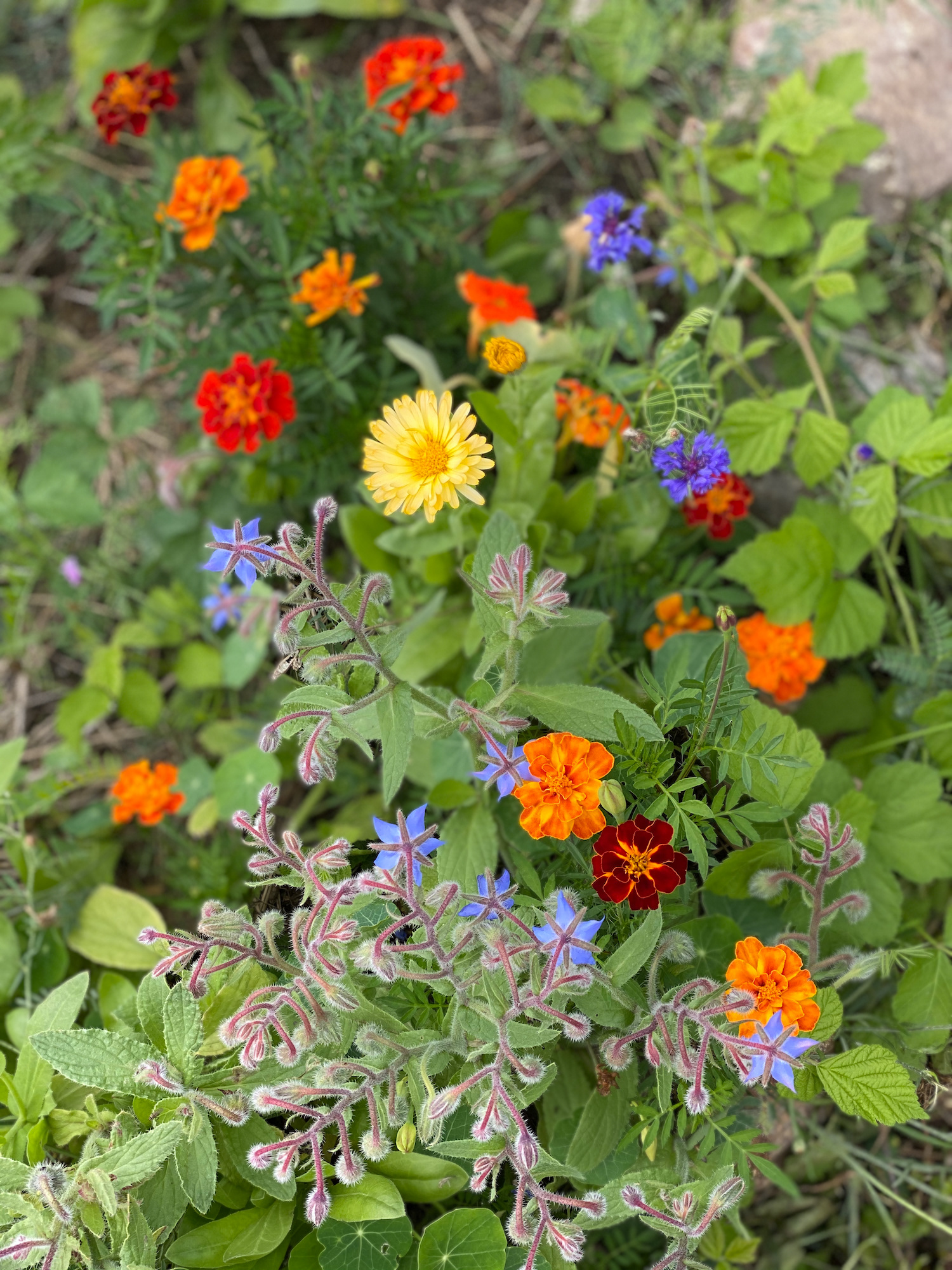 Essbare Blüten