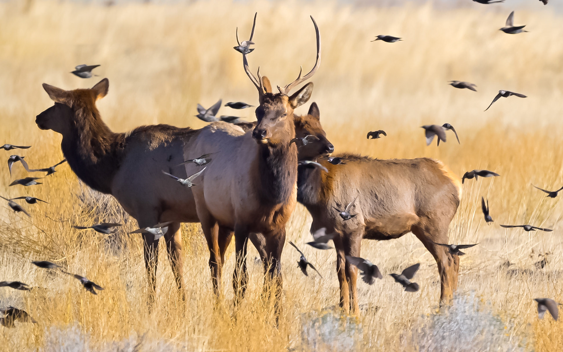 Elk And Birds
