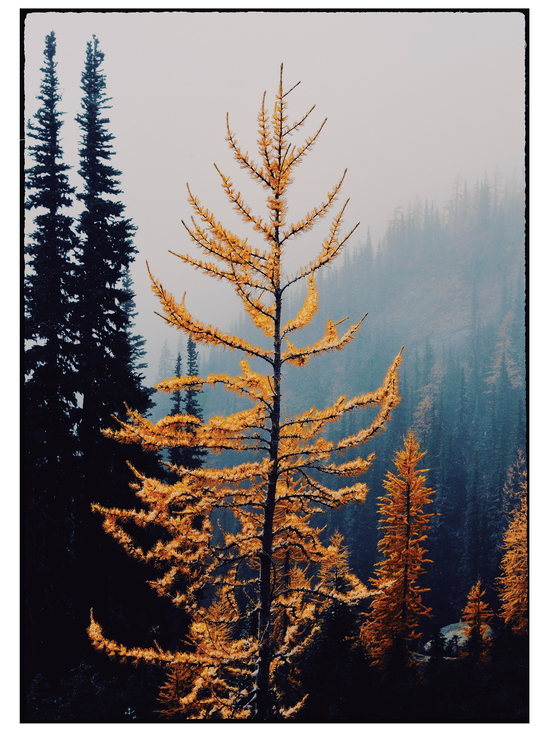 Larching, October 2025.
