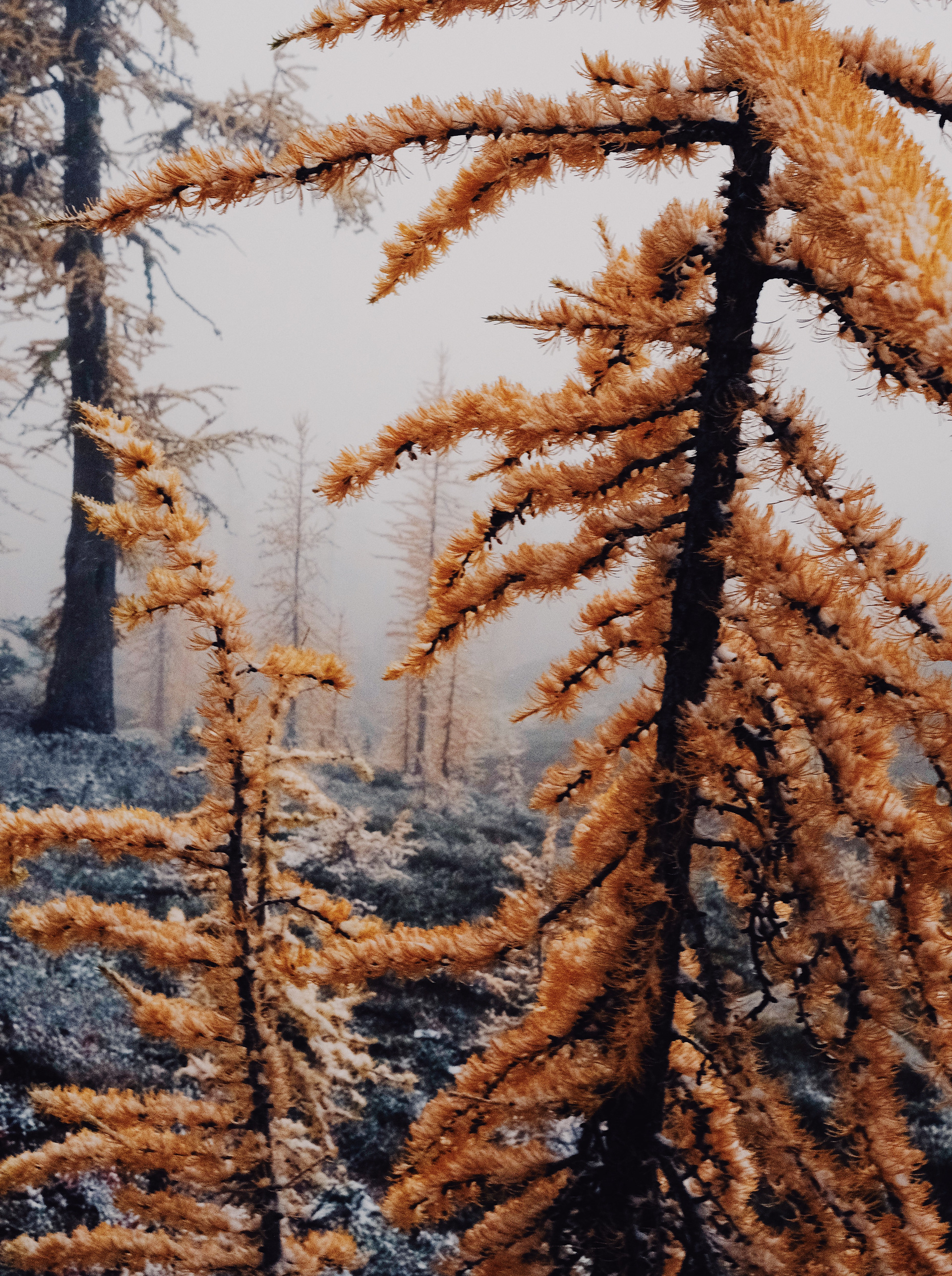 First snowfall, October 2025.