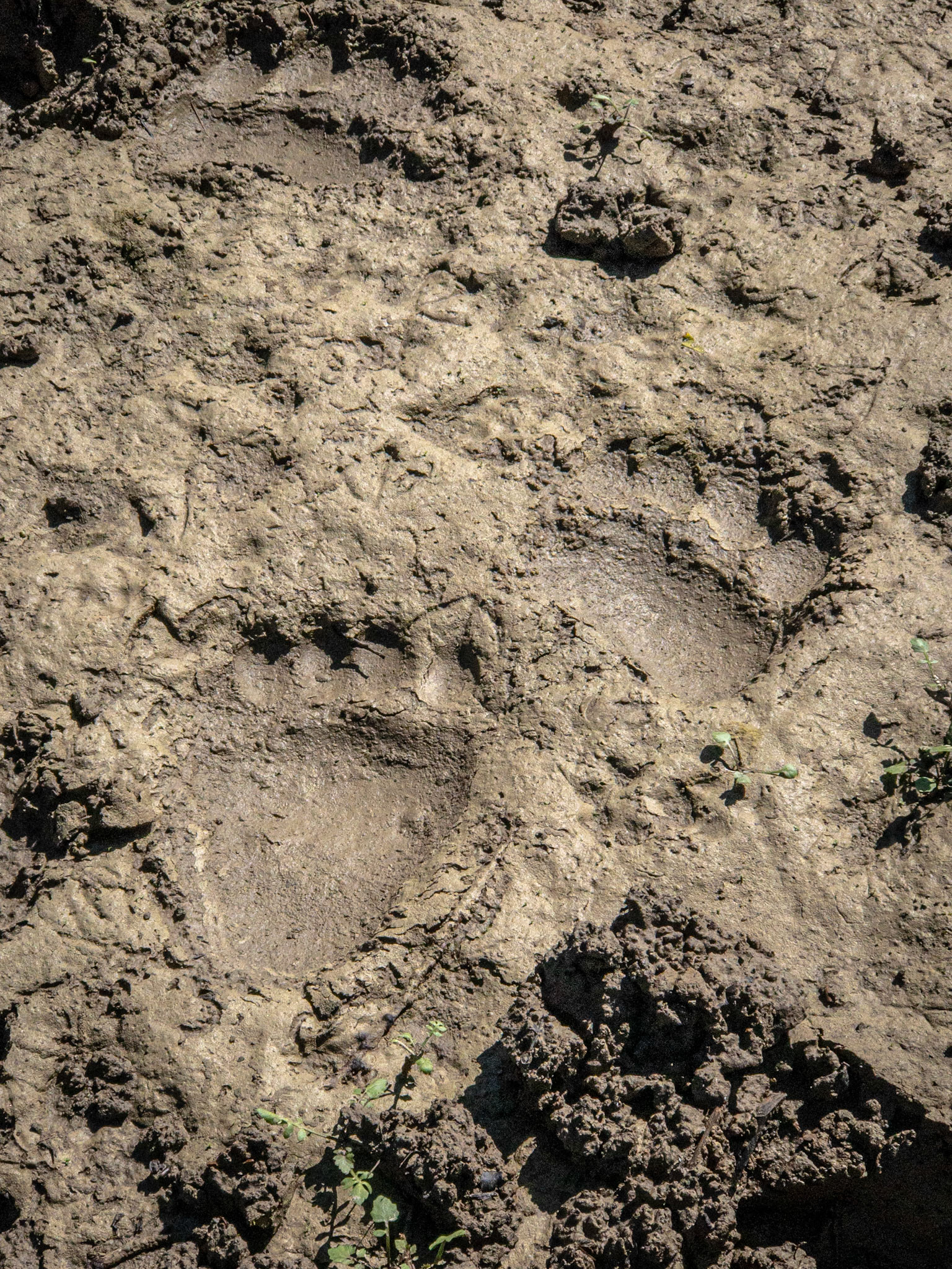 {"cameraType":"Tele","macroEnabled":false,"qualityMode":3,"deviceTilt":0.030751875464464895,"customExposureMode":1,"extendedExposure":false,"whiteBalanceProgram":0,"cameraPosition":1,"shootingMode":0,"focusMode":1}