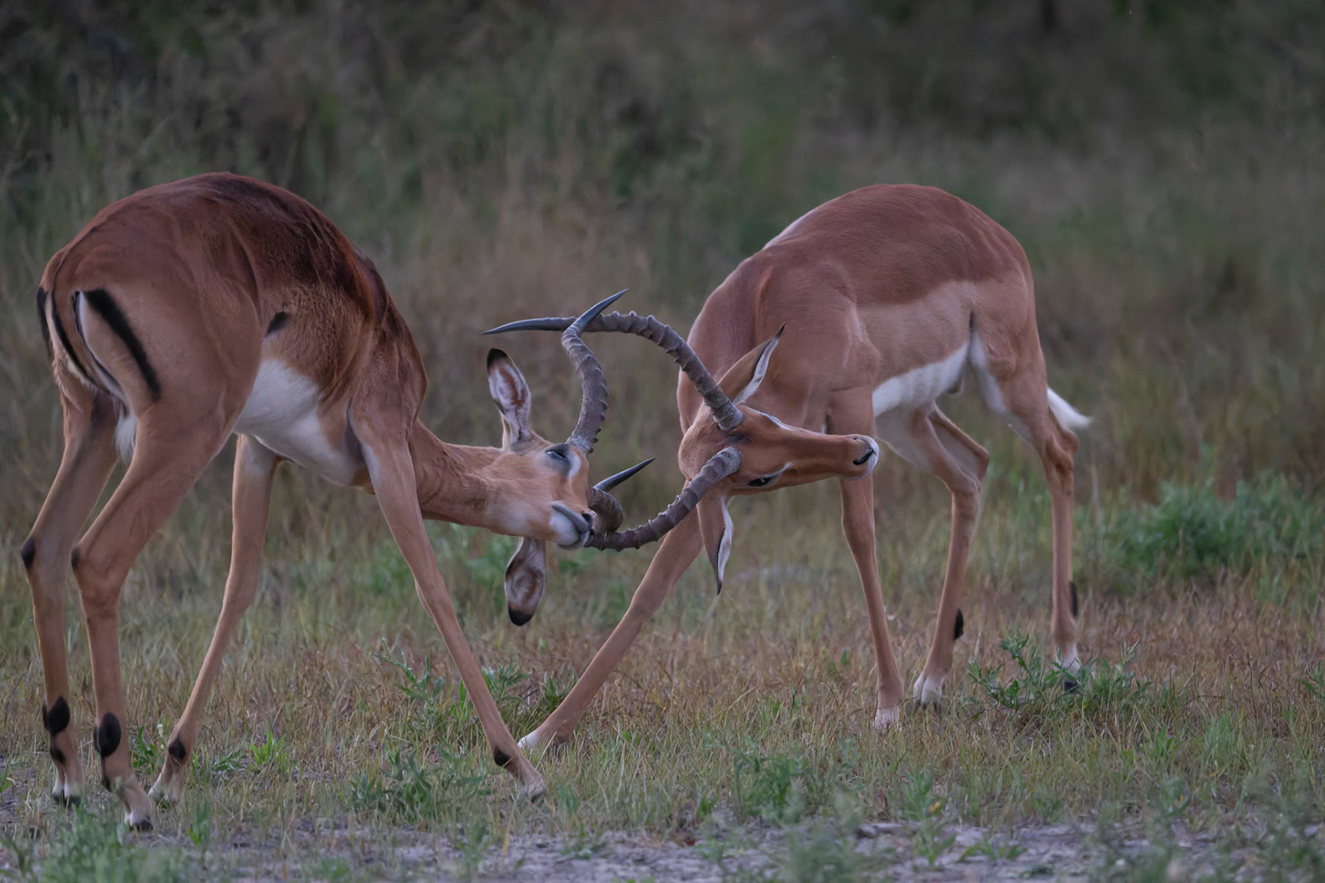 impalas mâles cornes contre cornes