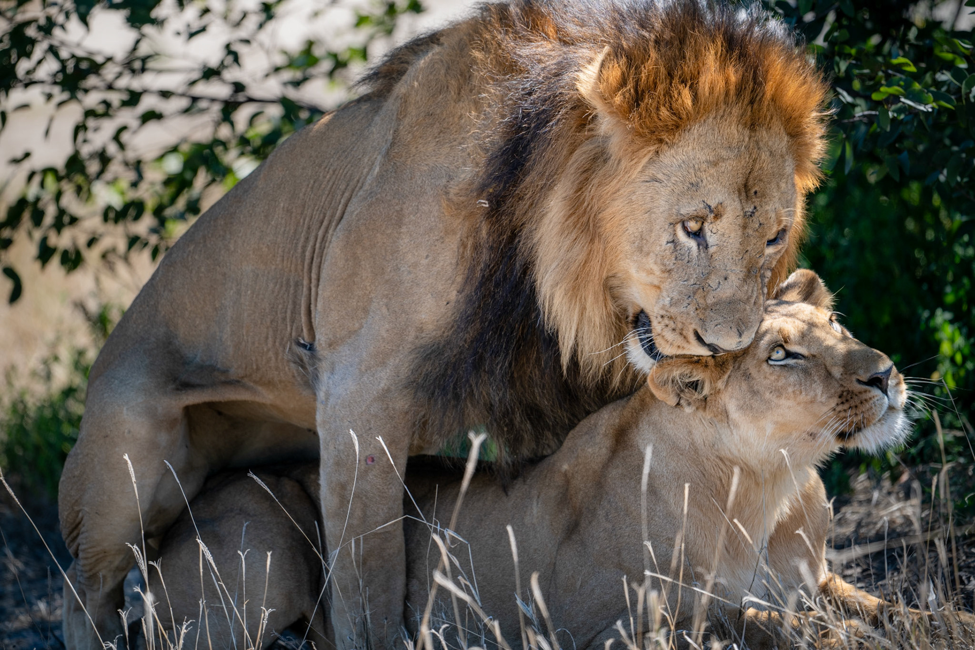 le lion mord doucement le cou et l'oreille lors de l'accouplement