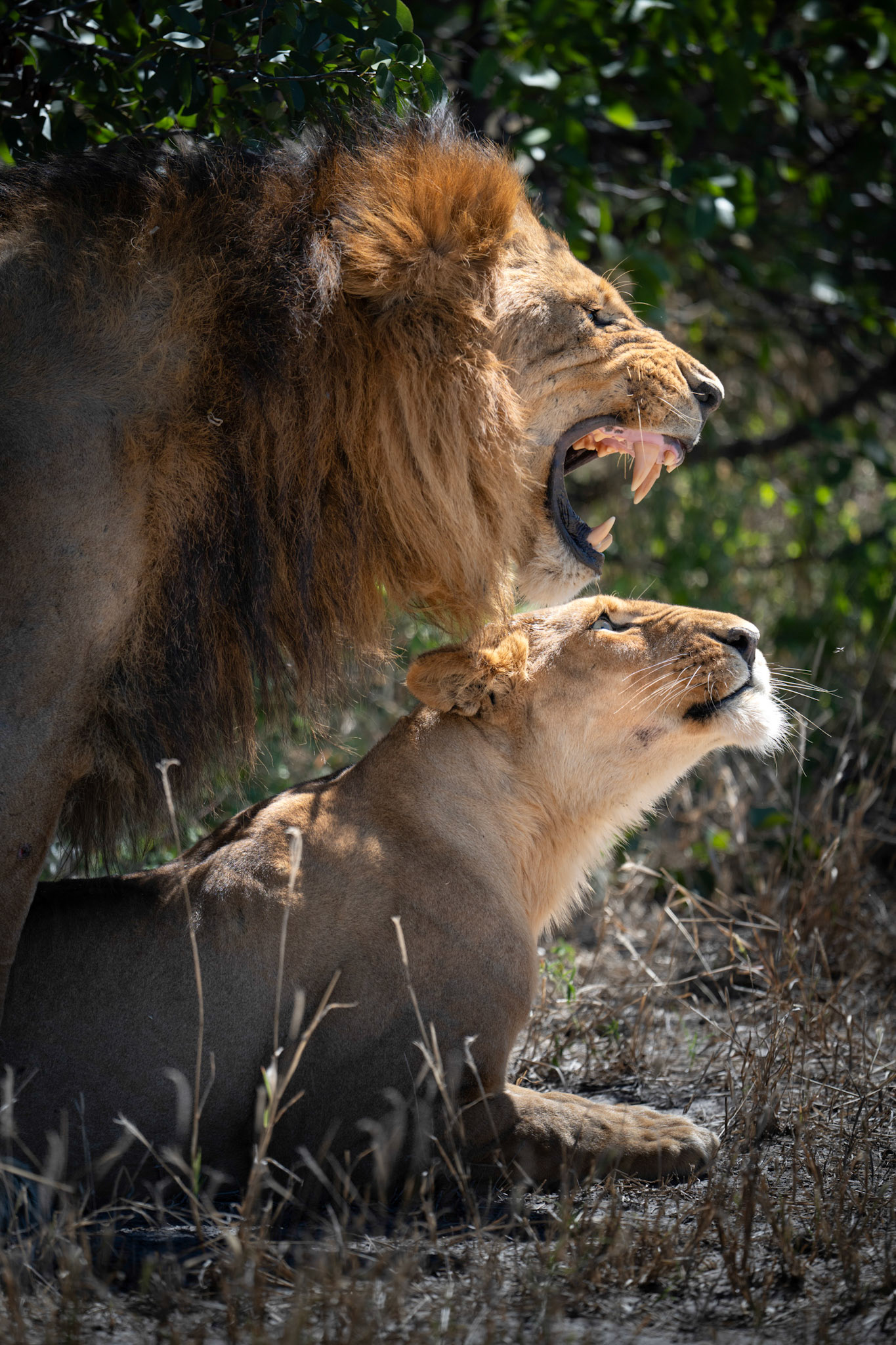 moment d'intimité. C'est la lionne qui vient chercher le lion