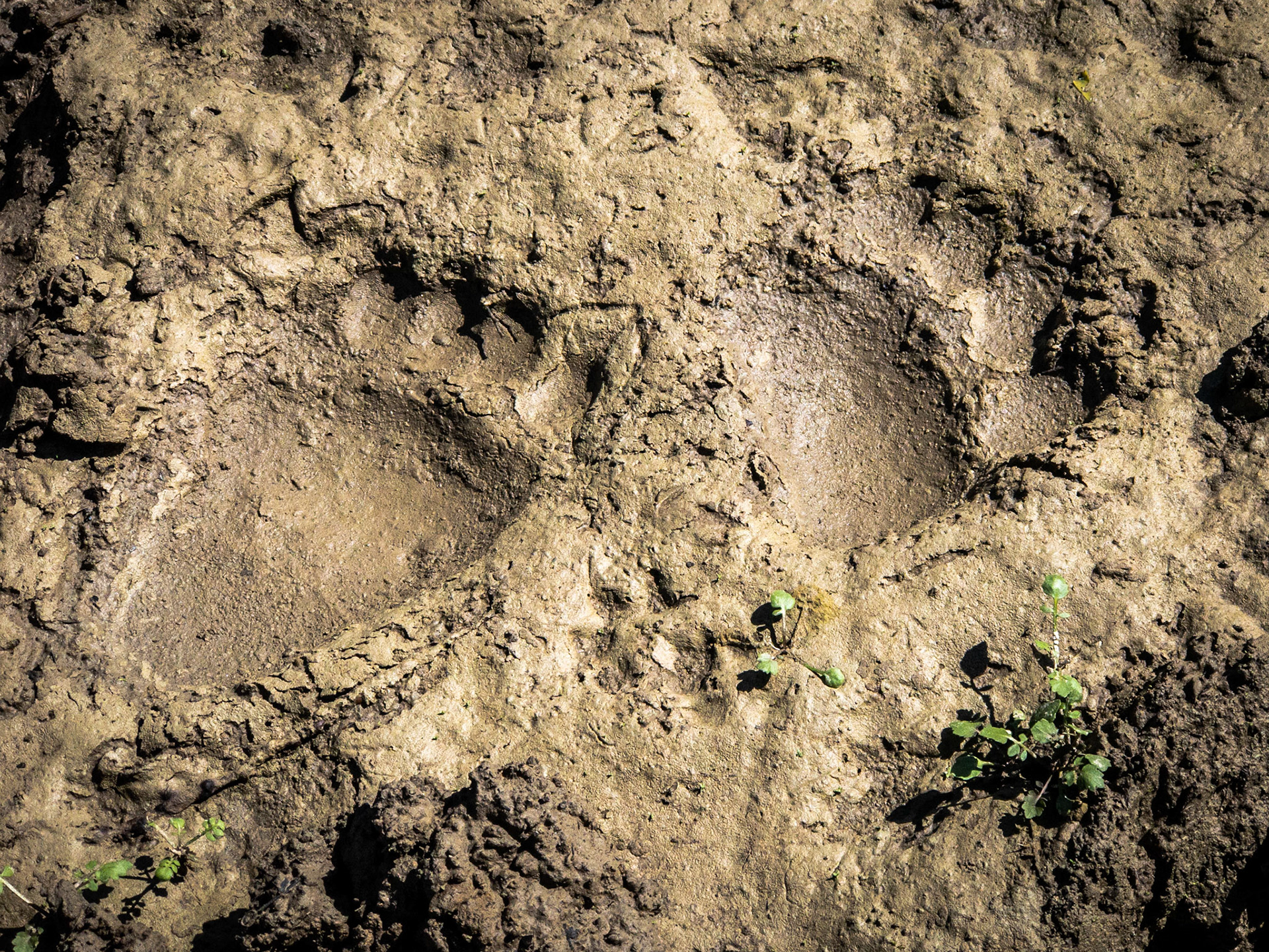 {"cameraType":"Tele","macroEnabled":false,"qualityMode":3,"deviceTilt":0.071665683577260442,"customExposureMode":1,"extendedExposure":false,"whiteBalanceProgram":0,"cameraPosition":1,"shootingMode":0,"focusMode":1}