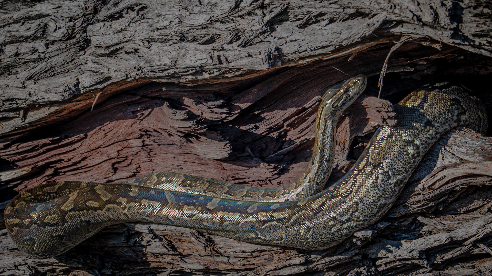 python
