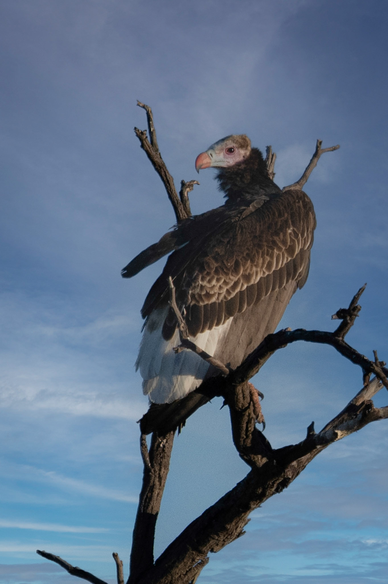 vautour à tête blanche