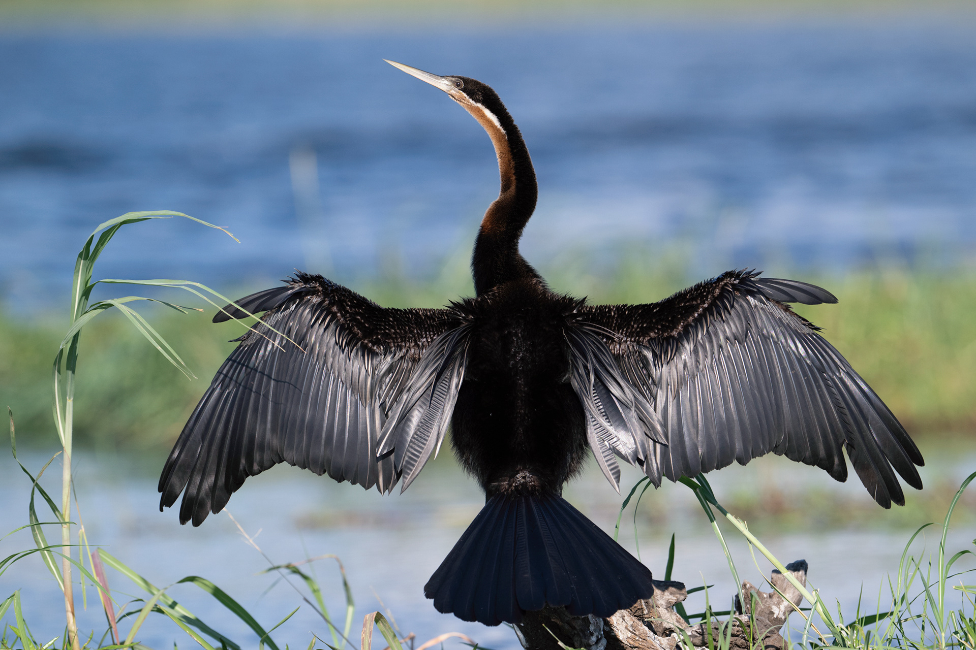 anhinga