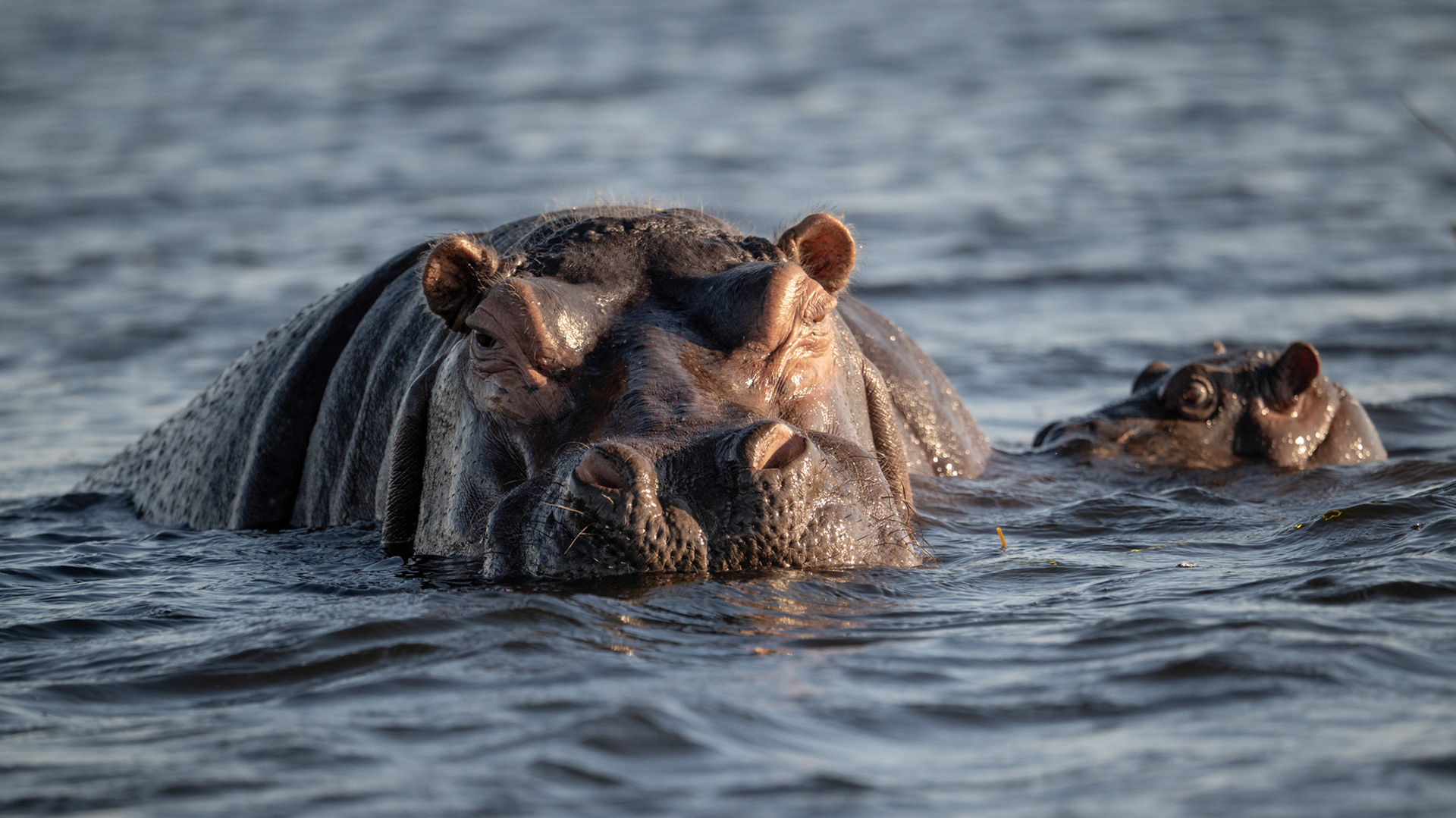 cette mère hippo  nous a approchés dangereusement, son petit est sa priorité