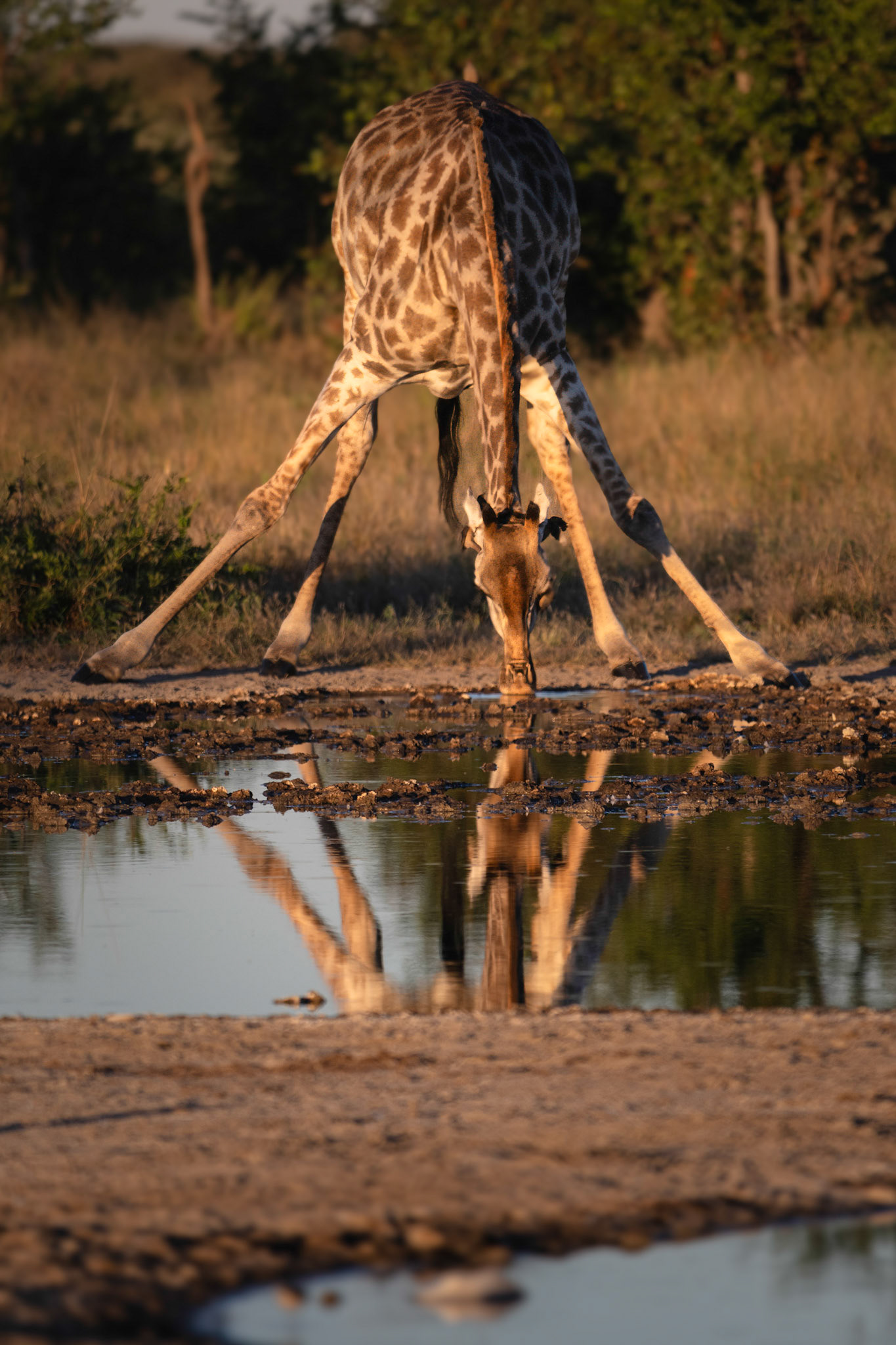 avant de boire dans une position fragile, la girafe aura pris son temps pour bien observer les alentours