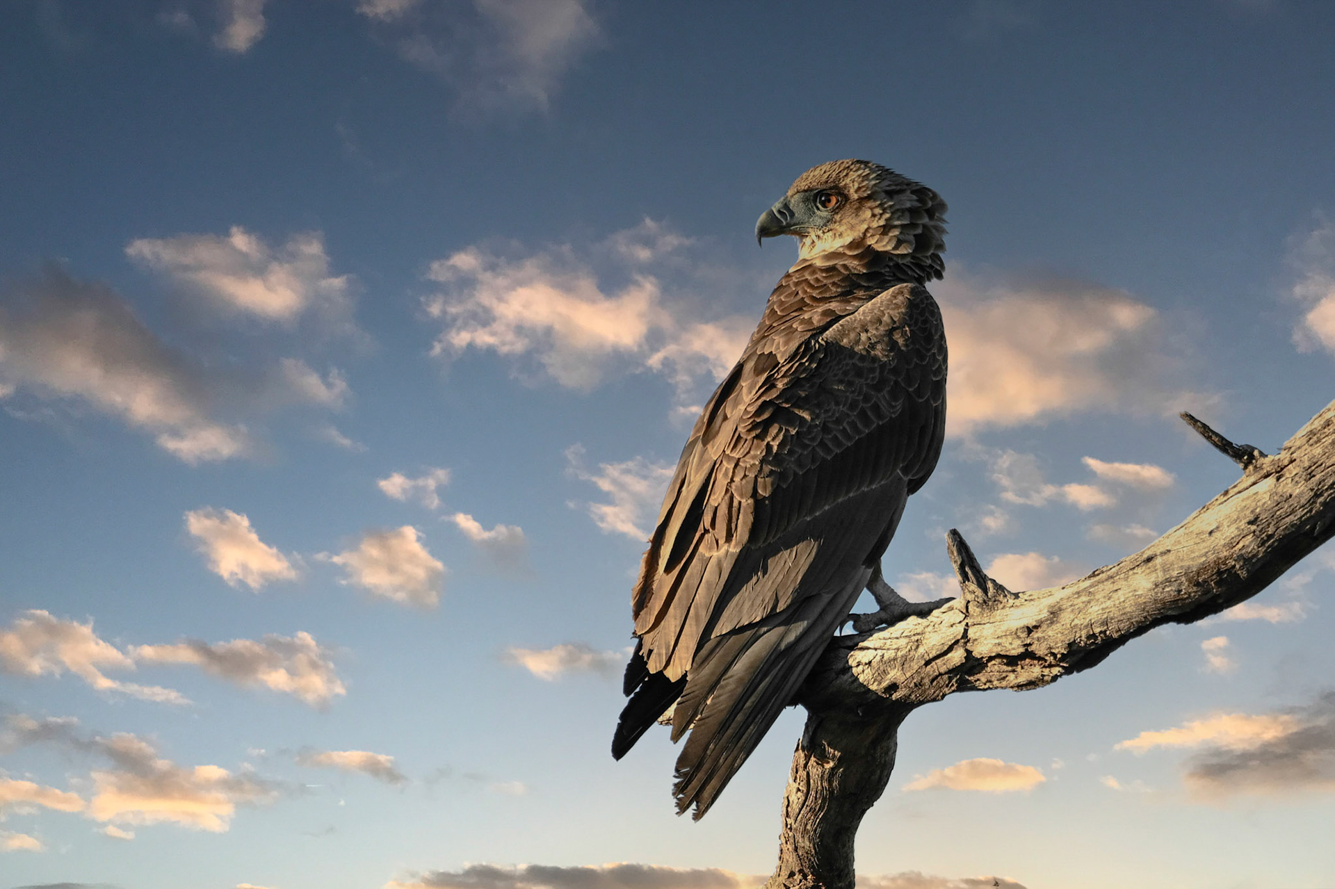 aigle bateleur