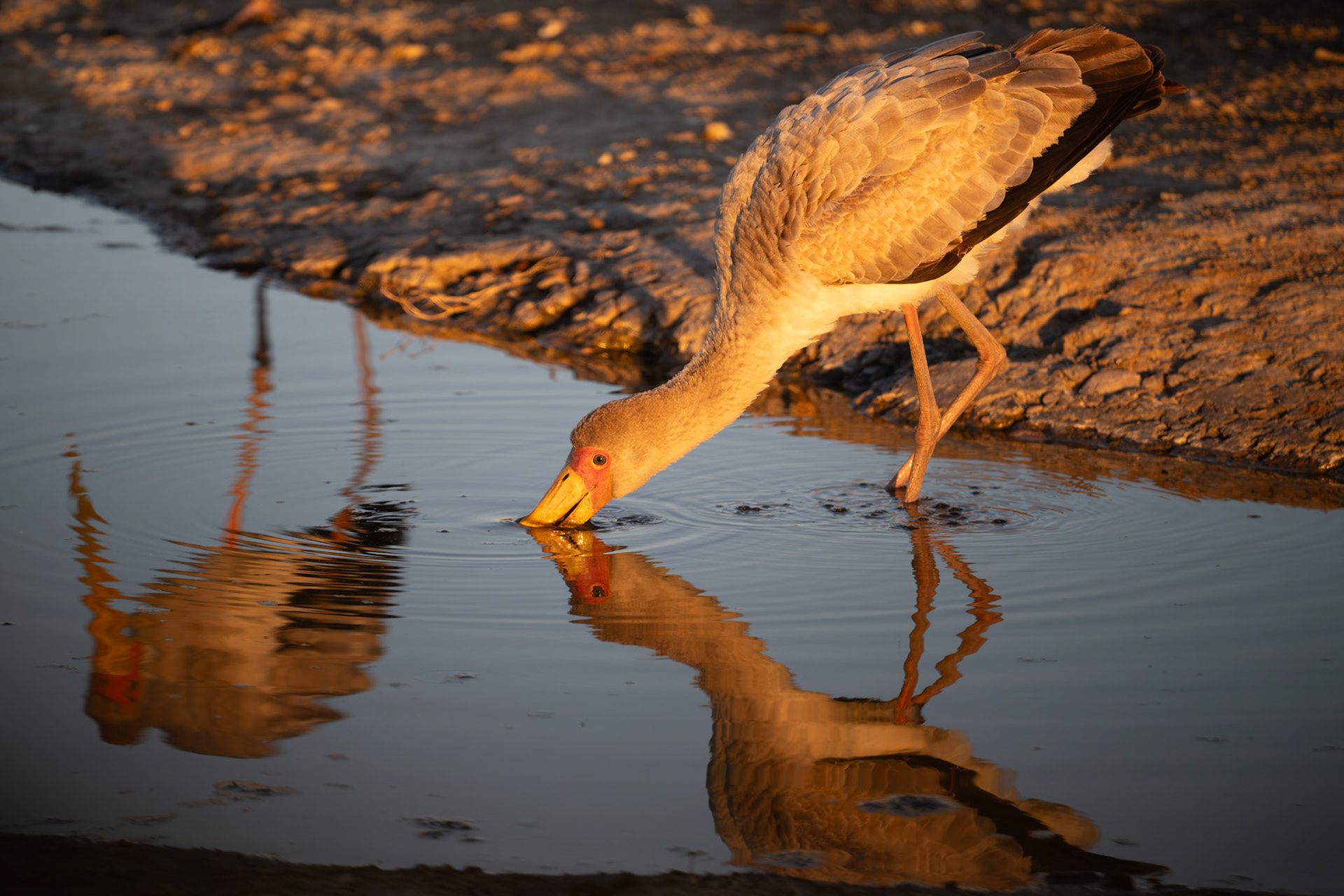 cigogne à bec jaune