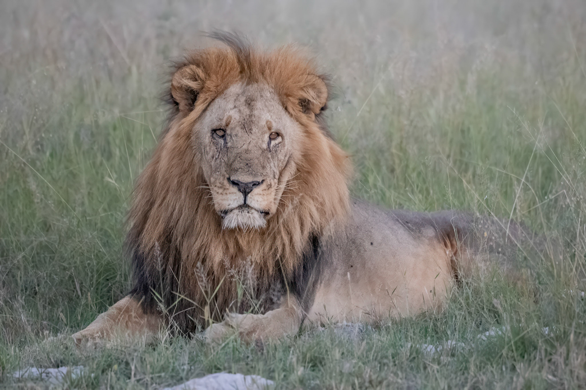 le roi lion