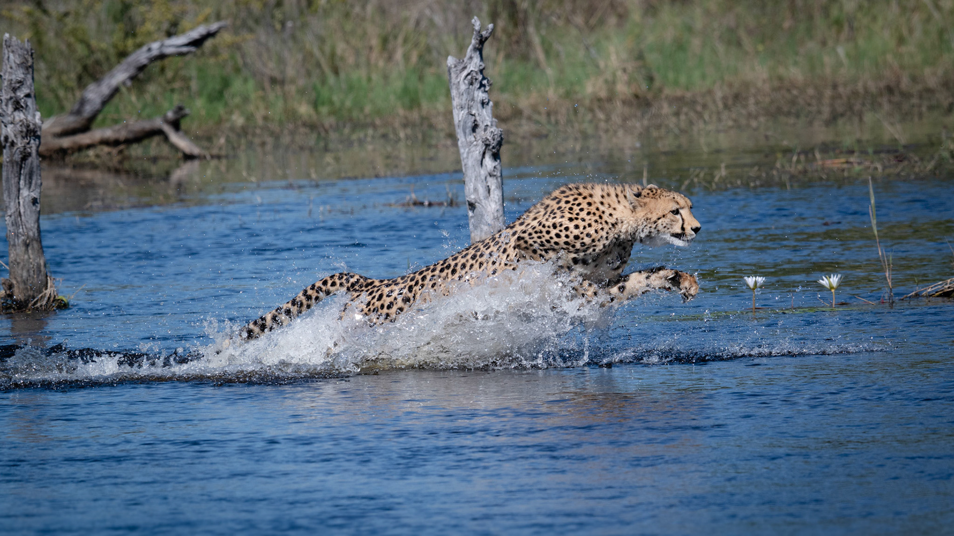 après moult vérifications, le guépard se lance dans la traversée du gué