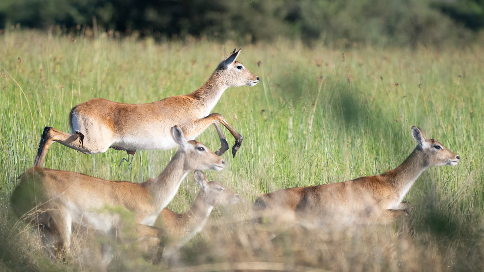 impala