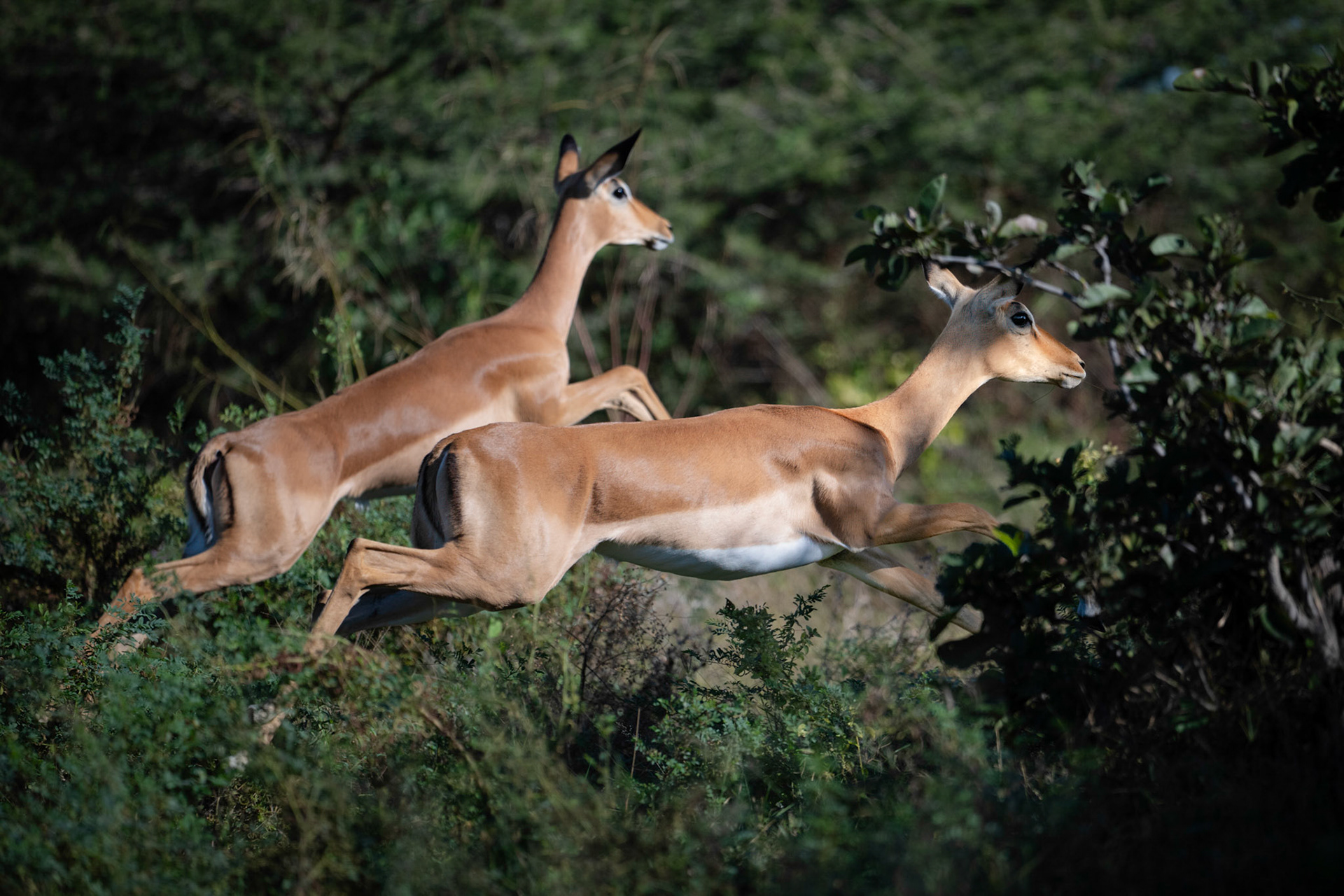 impala
