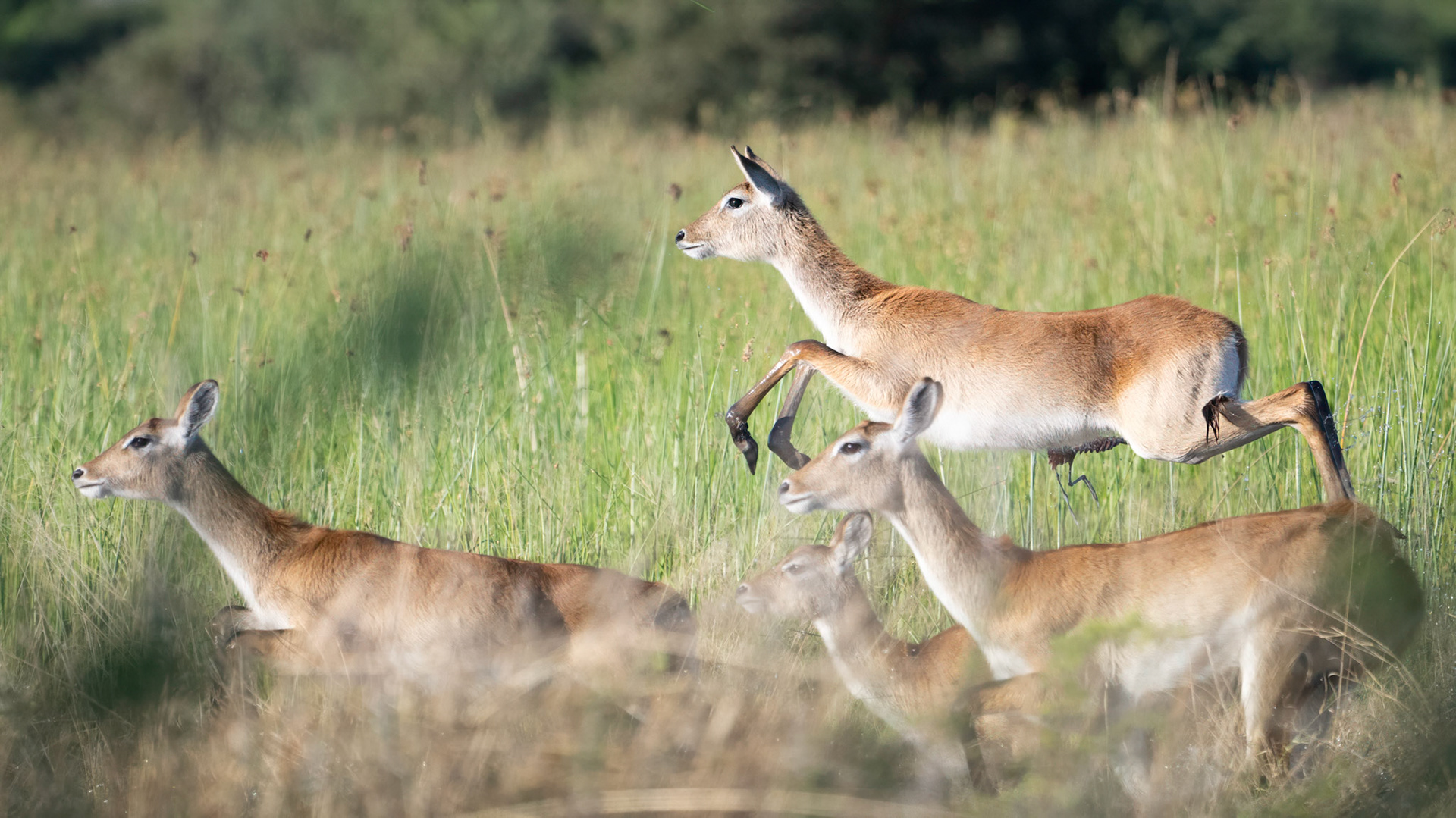 impala