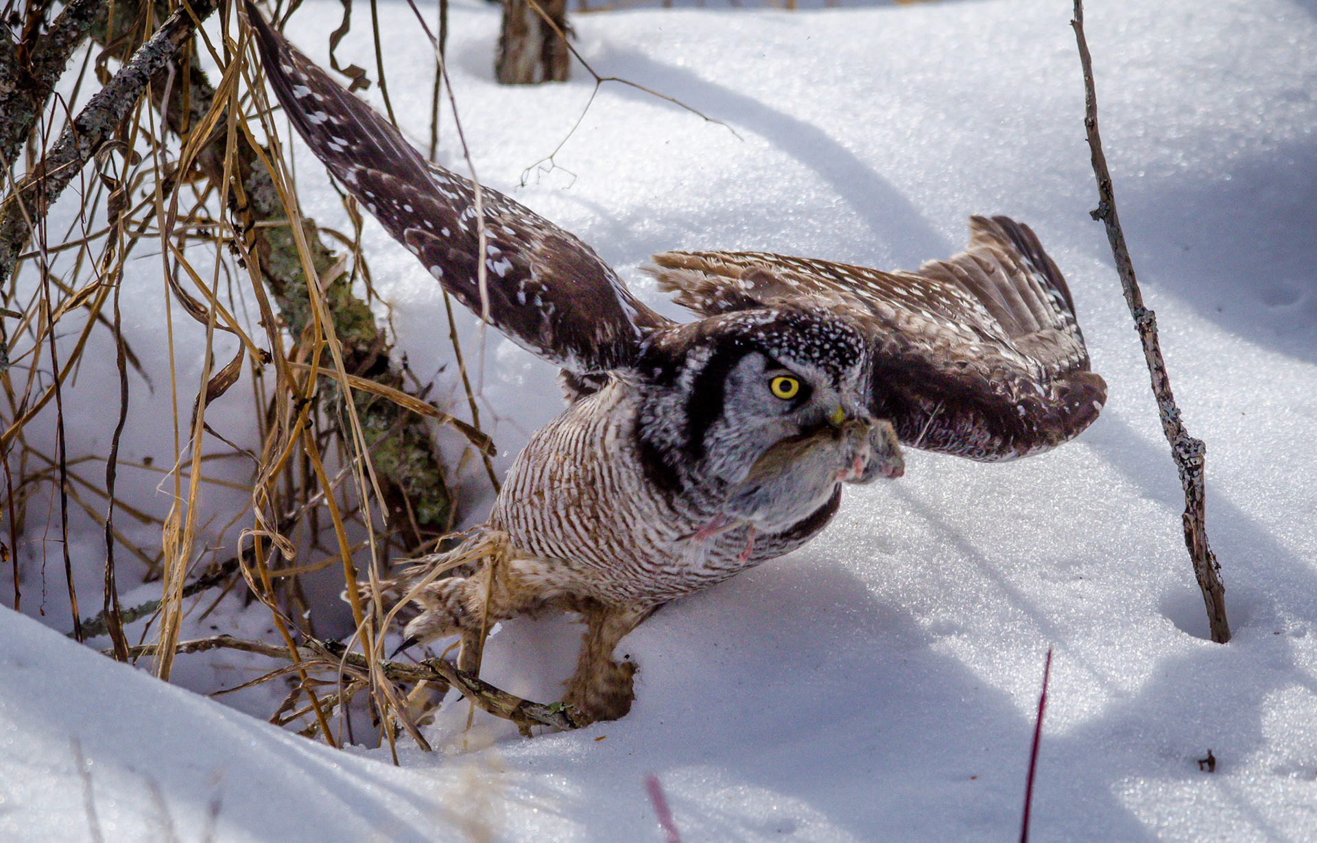 Northern Hawk Owl