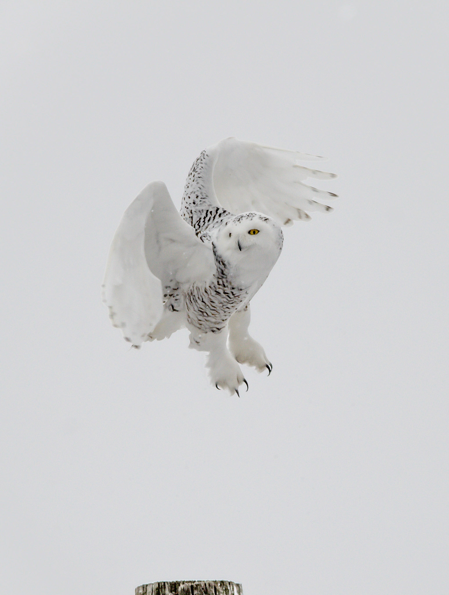 Female Snowy Owl
